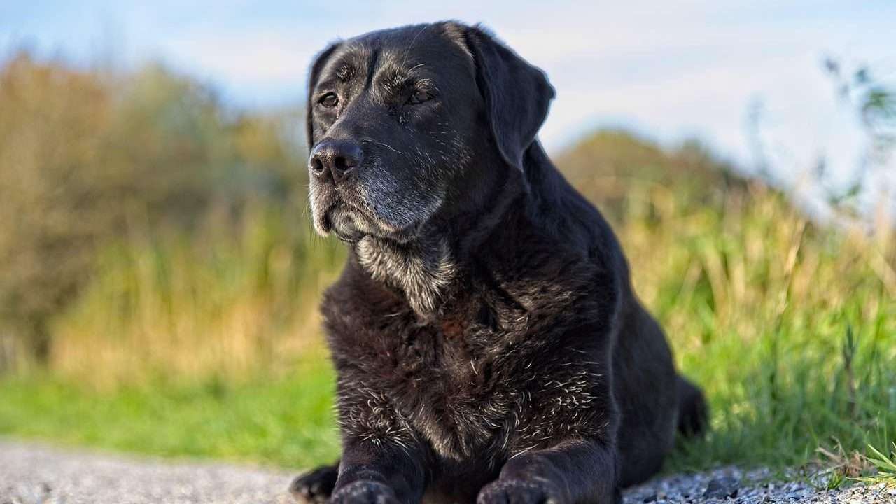 An image of a aging dog