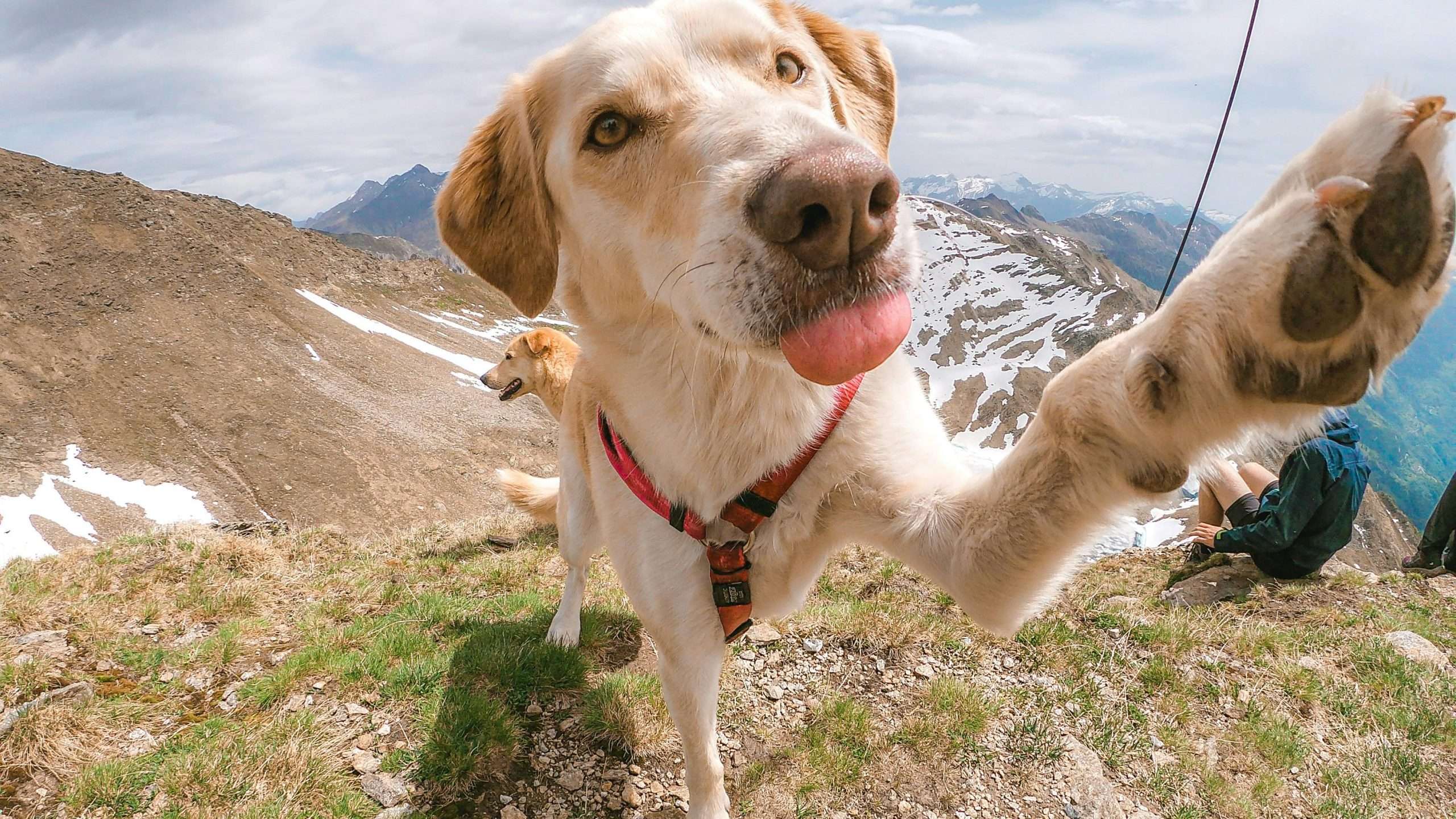 An image of a dog at the moutains