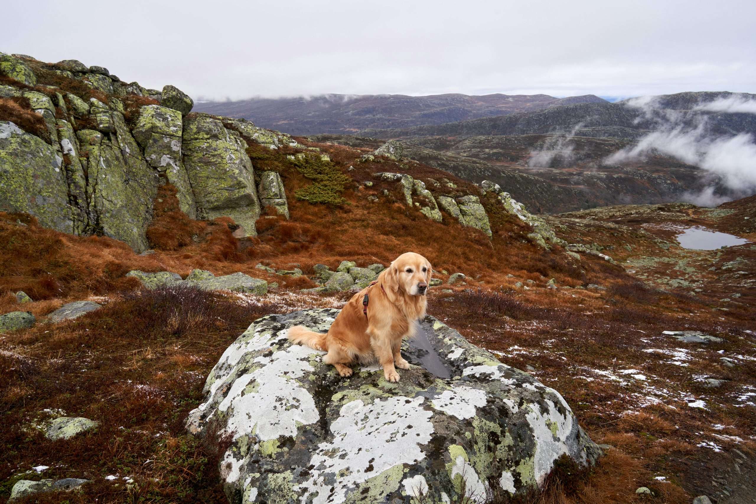 An image of a dog sitting on a mountain