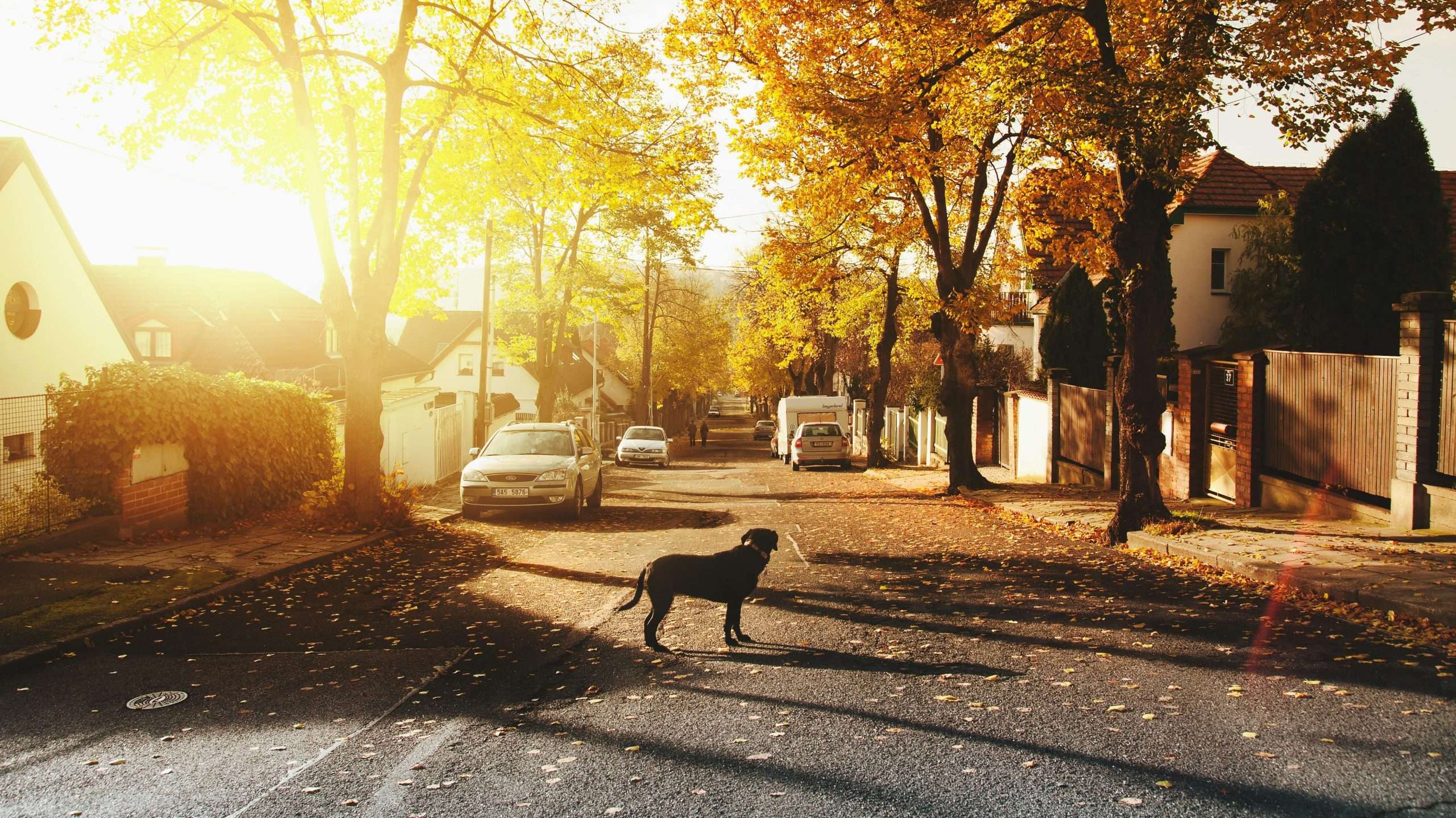 An image of a dog in the fall season