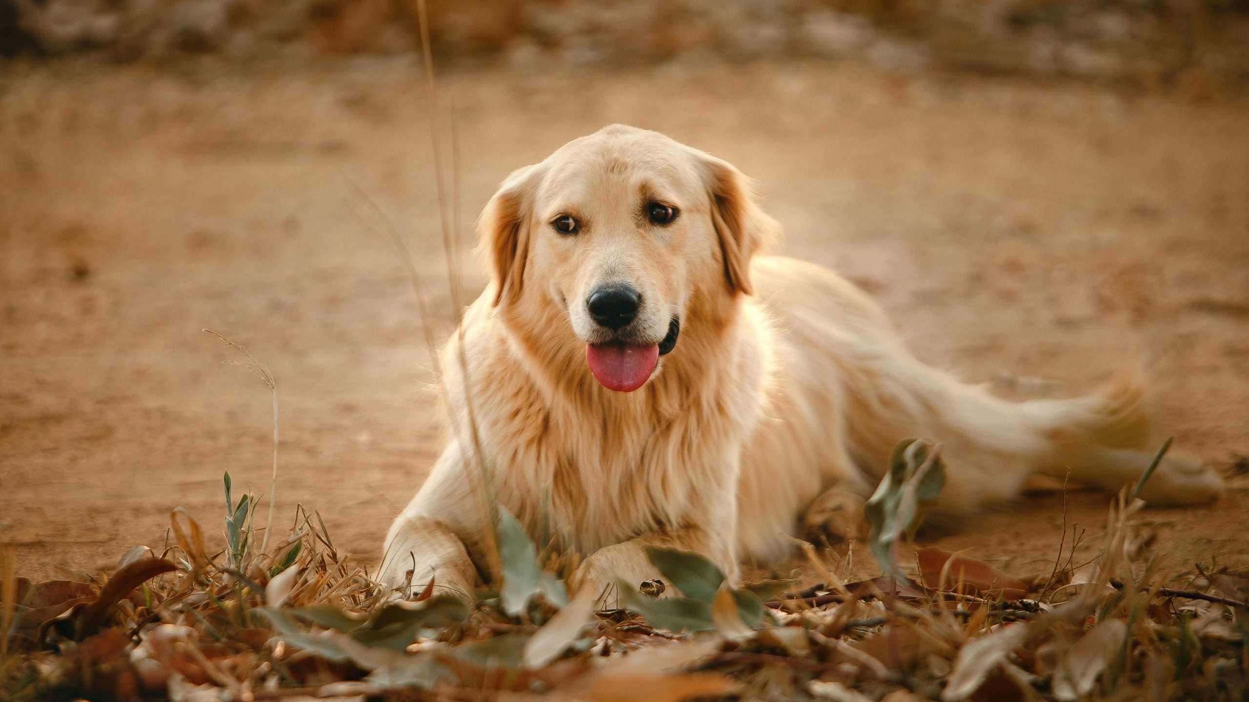 An image of a dog laying