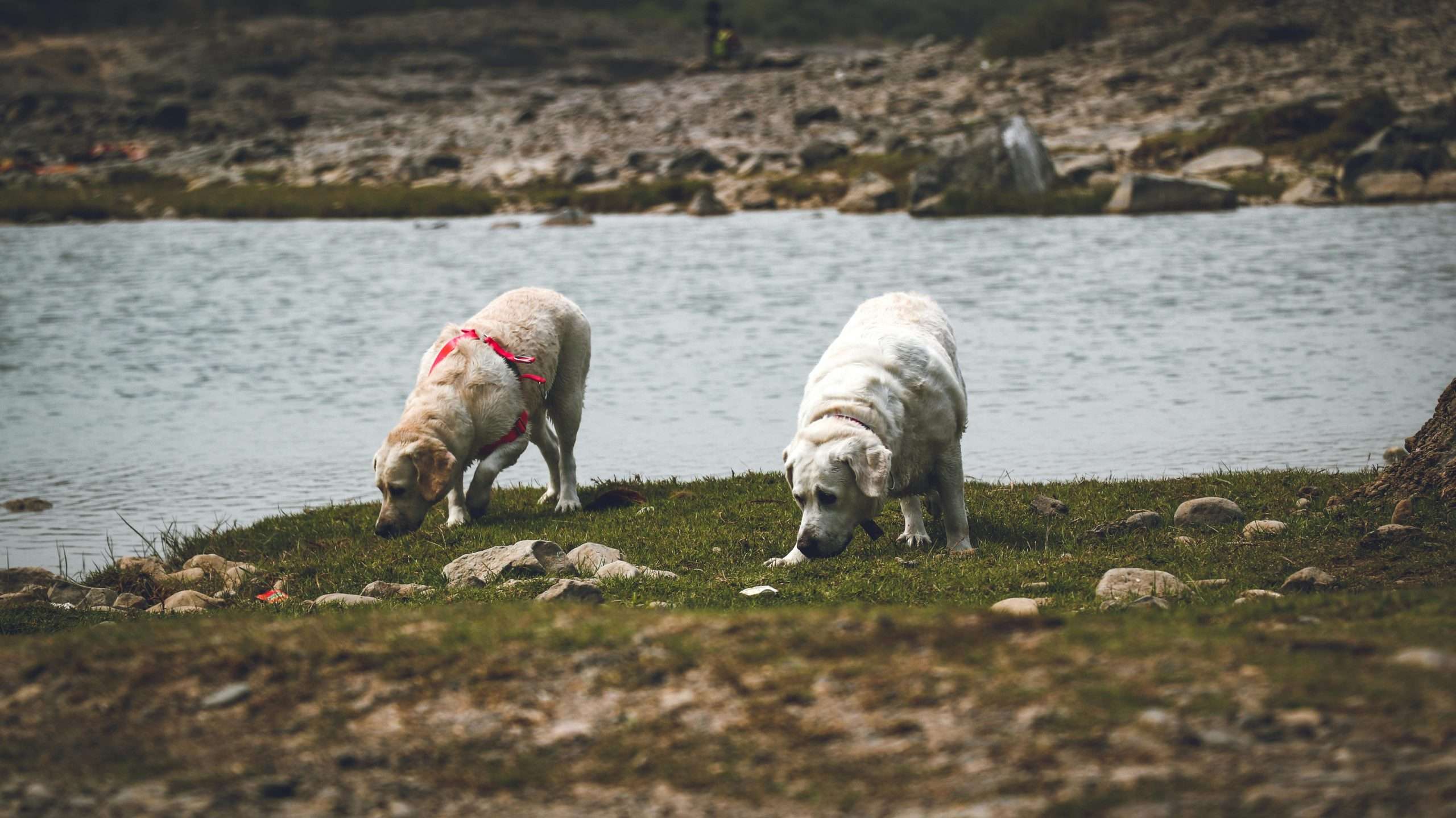 An image of 2 dogs smelling something by the river - fun scent games