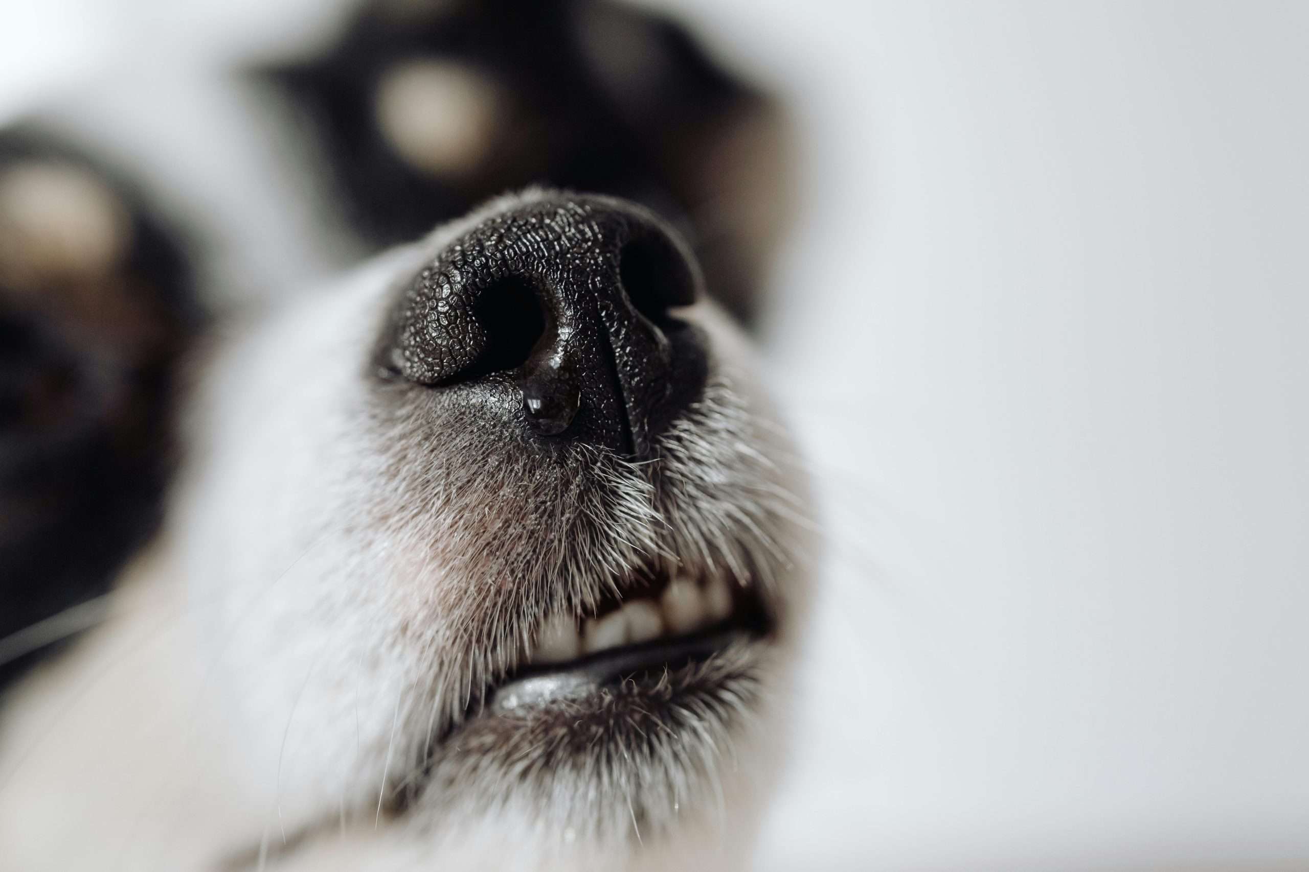 An image of a dog's nose
