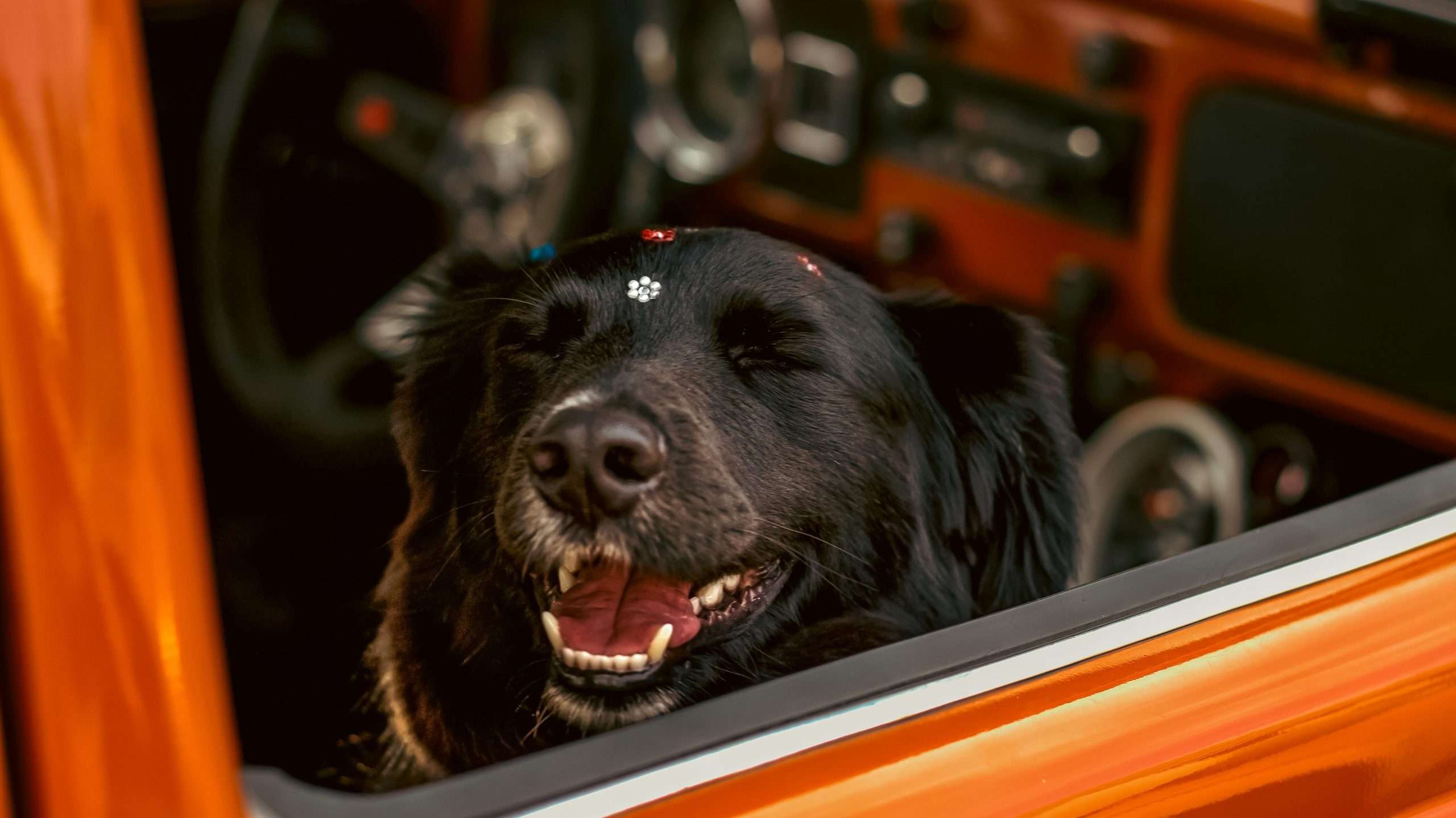 An image of a dog traveling by car - traveling with dogs