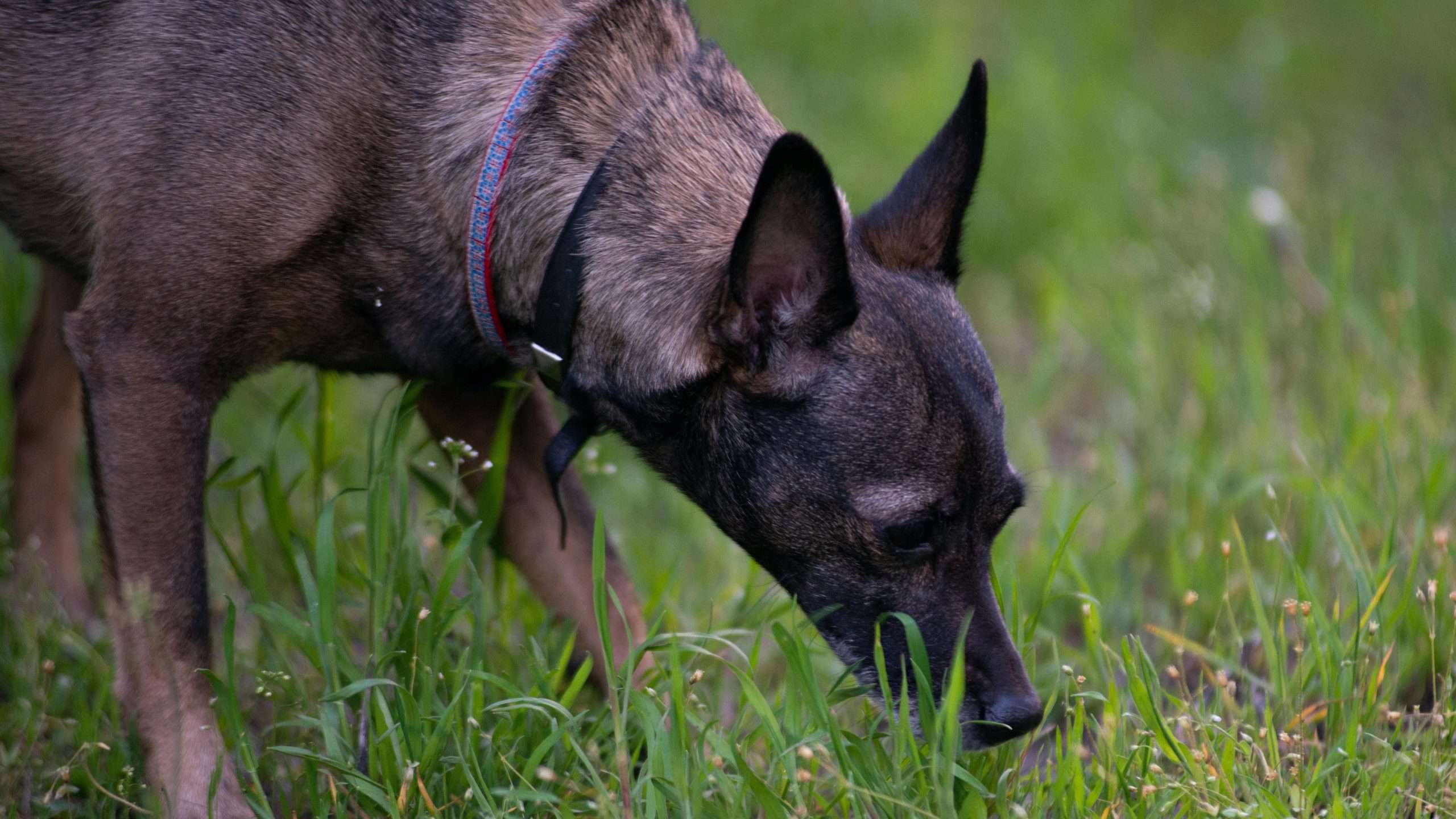 An image of a dog in the lawn
