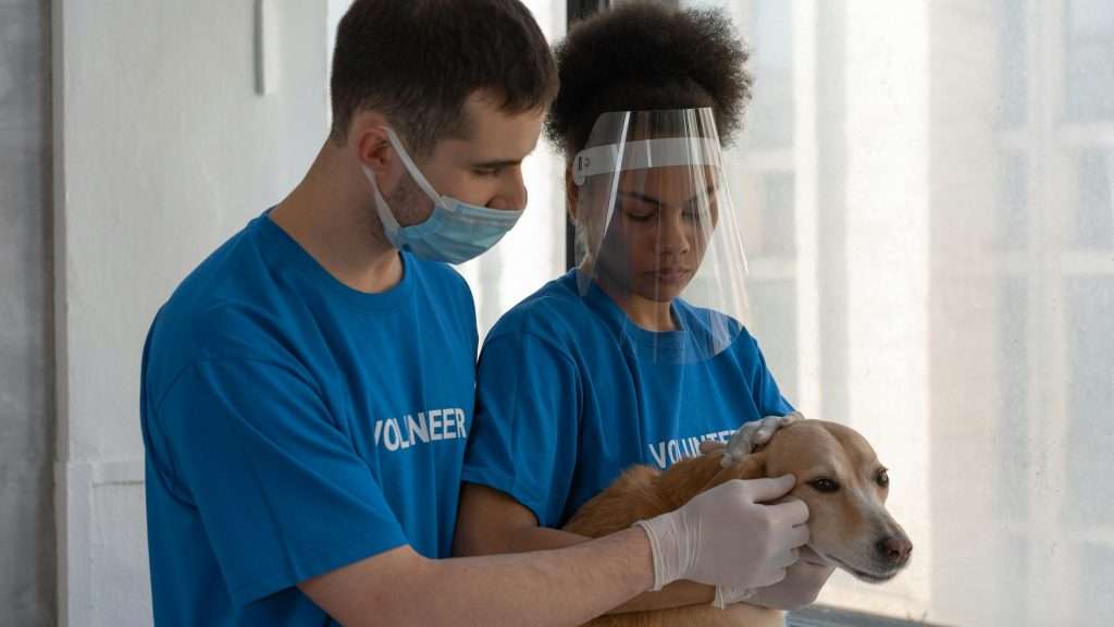An image of a dog visiting the vet - vet visits