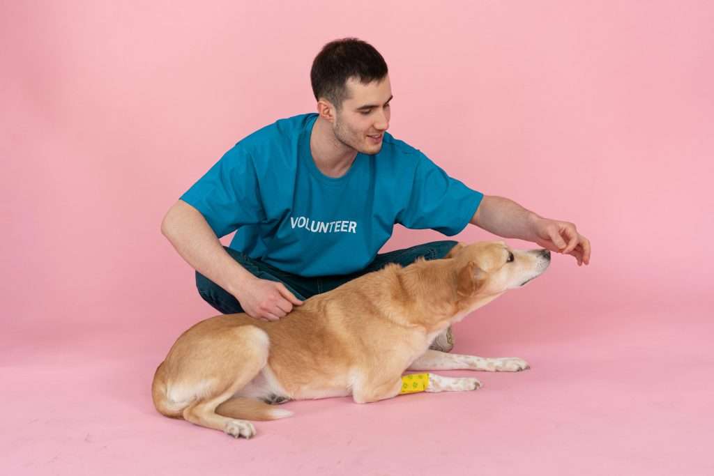 An image of a dog getting first aid