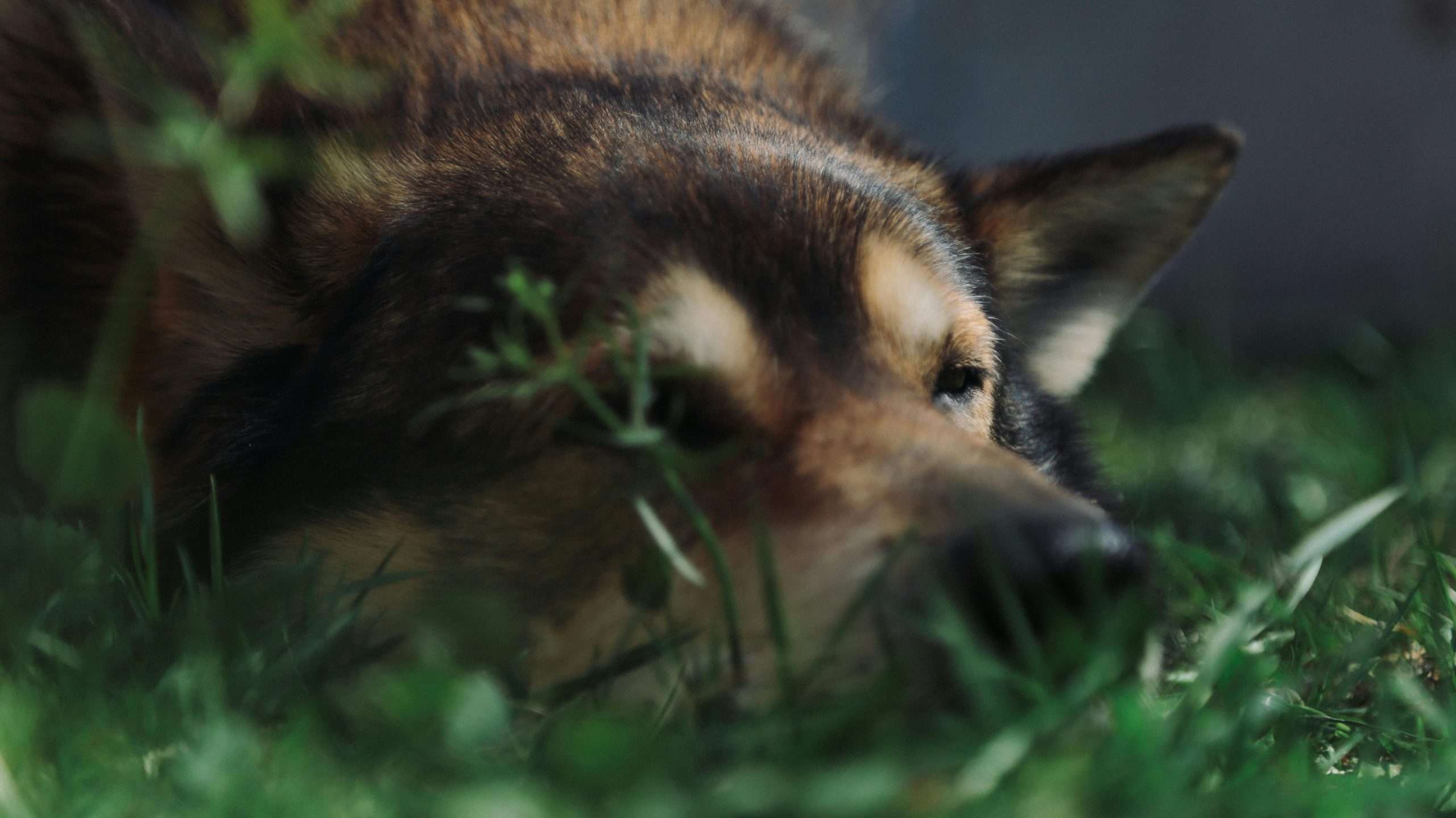 An image of a dog laying in the lawn