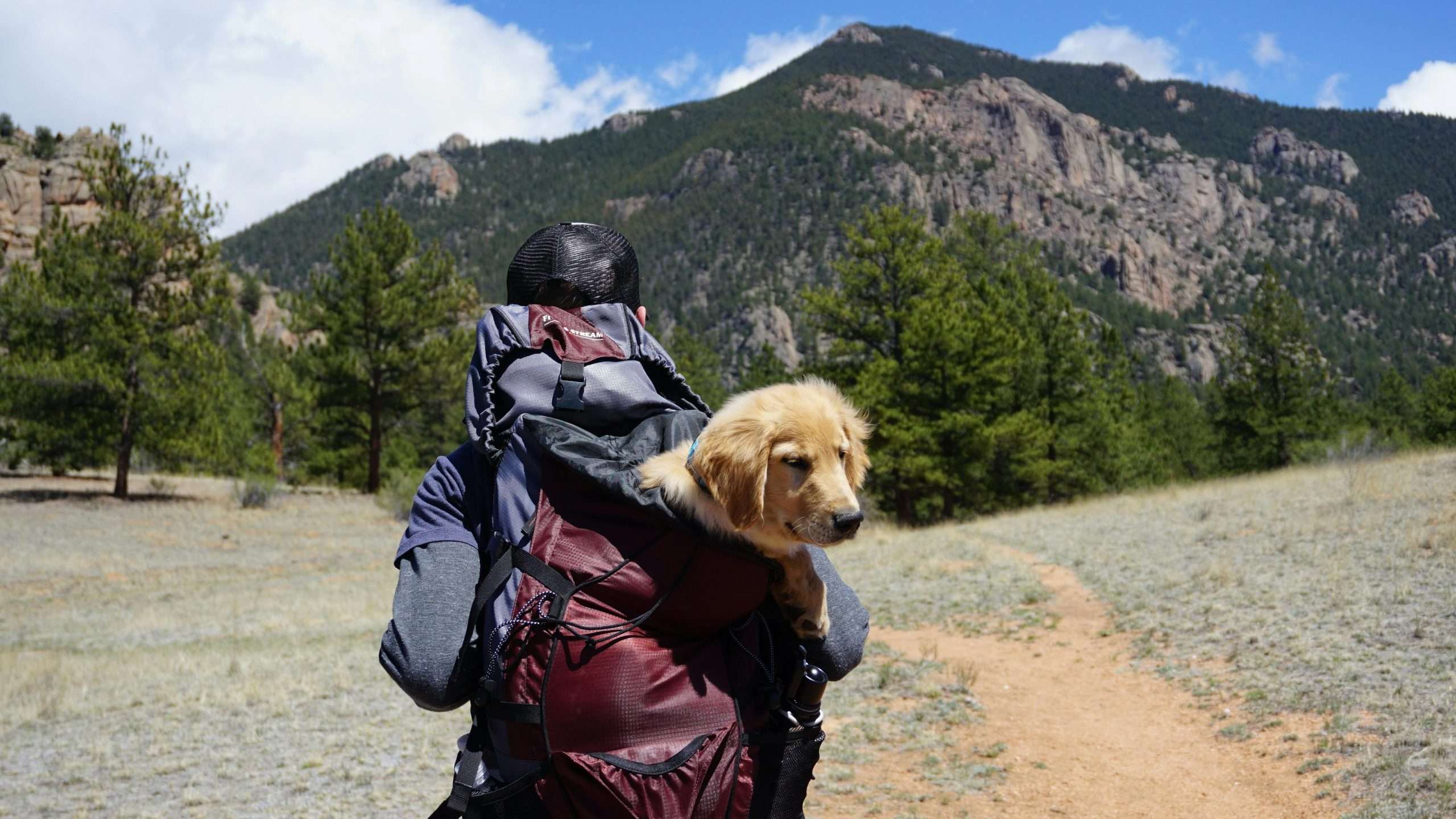 An image of a dog hiking