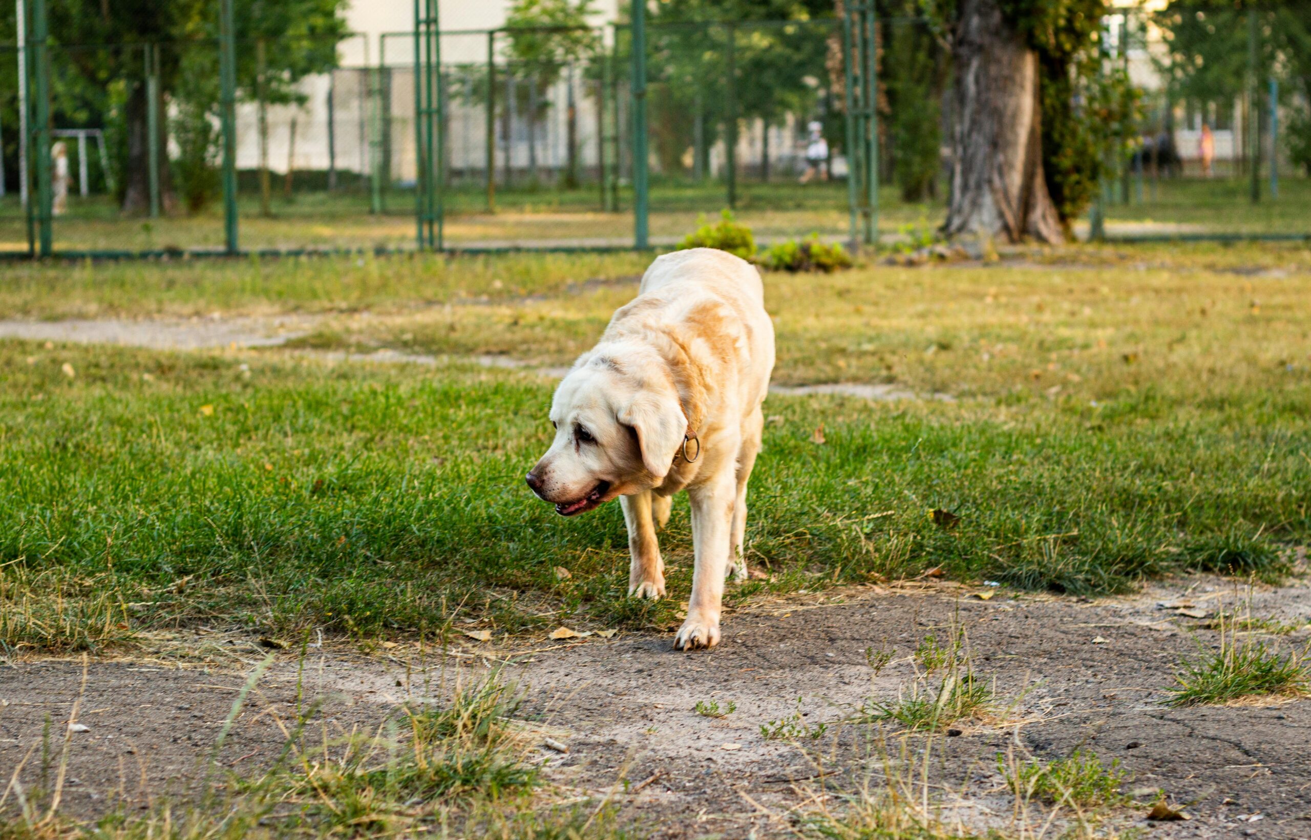 An image of a dog outside - dog smells bad