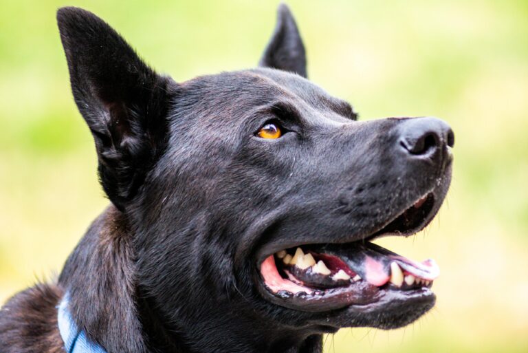 What Does a Discolored Dog Tooth Mean for Your Pet? A Complete Guide to Discolored Dog Teeth