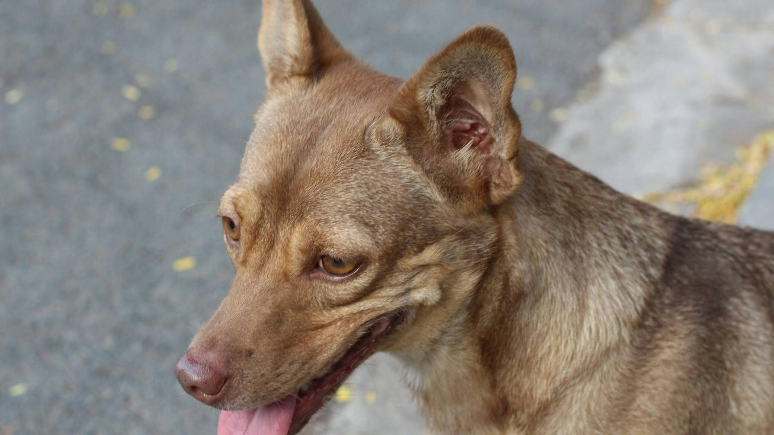 An image of a dog - dog smells bad