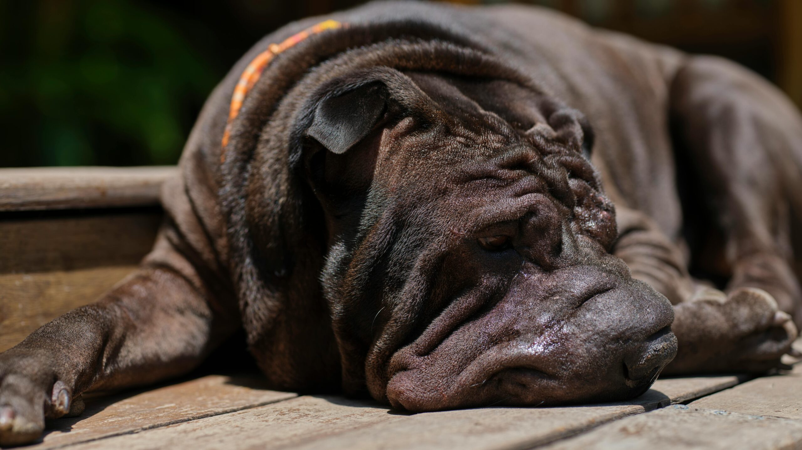 An image of a dog's skin