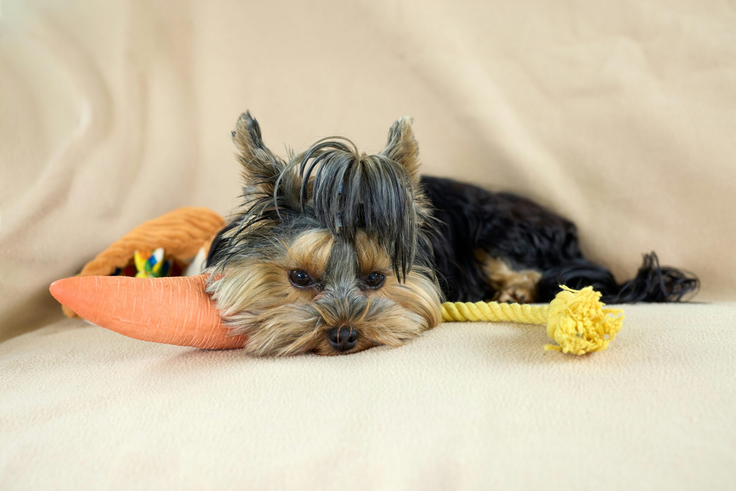 An image of a dog with its toy