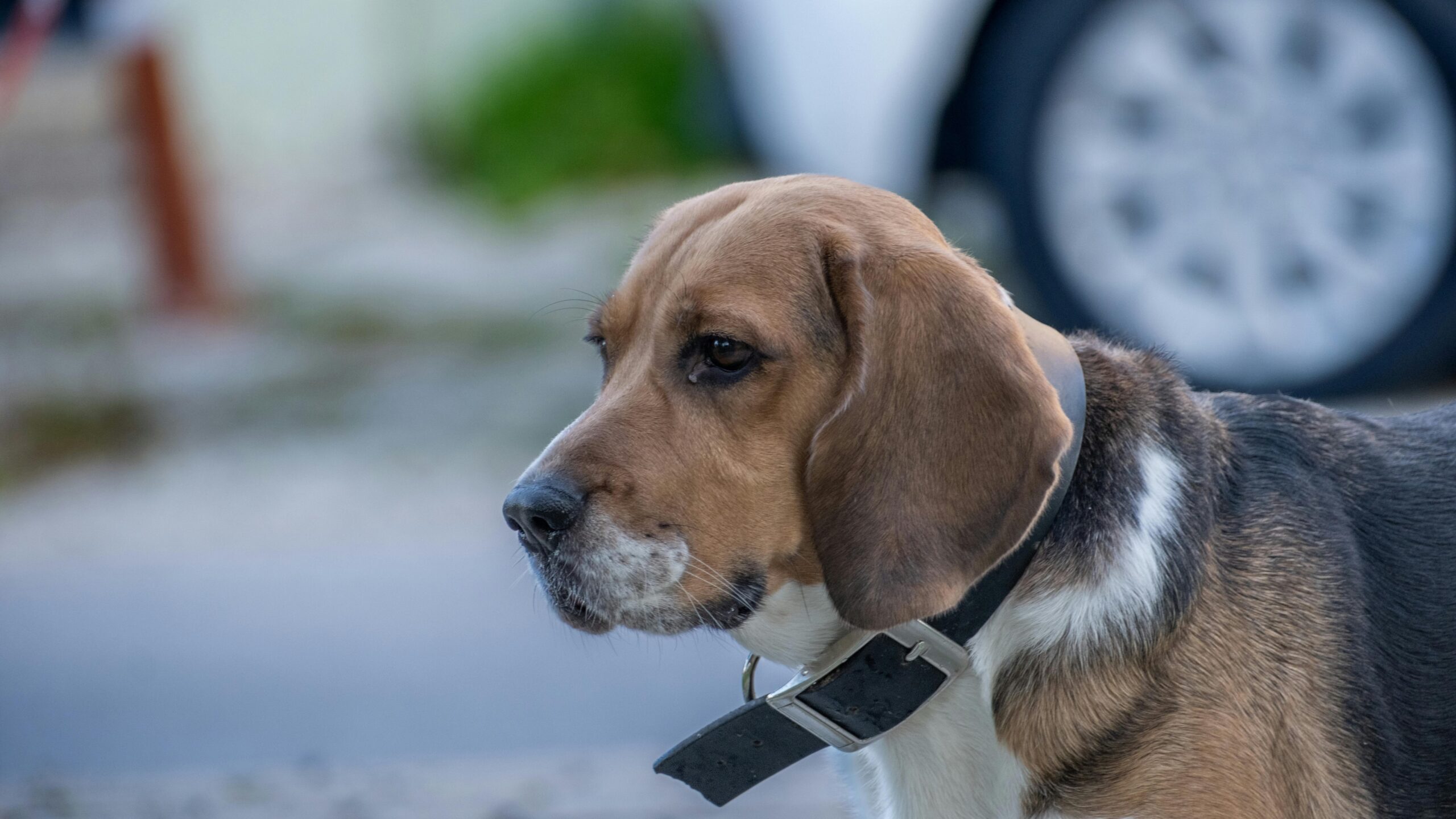 An image of a dog outside