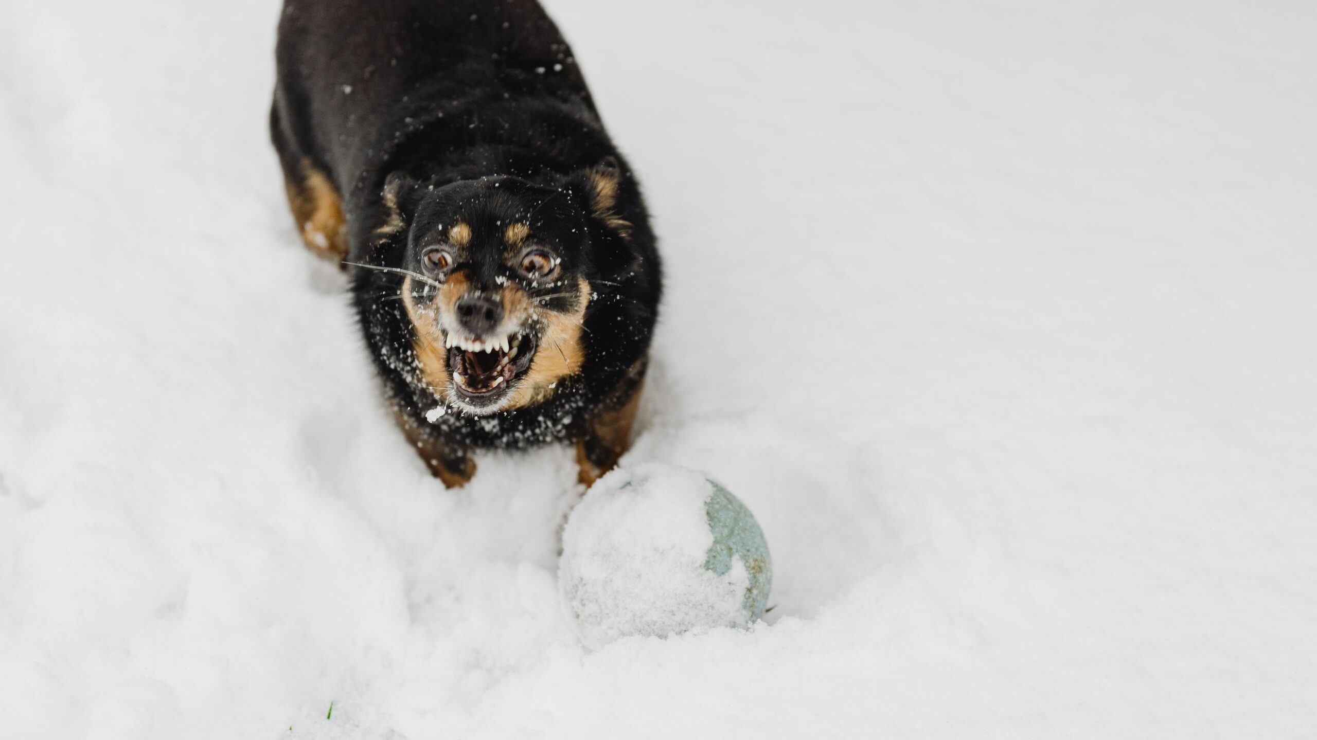 An image of a dog showing its teeth