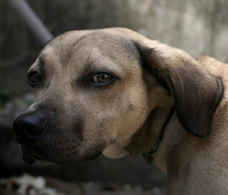 Effective Tips to Soothe Dry Skin in Dogs