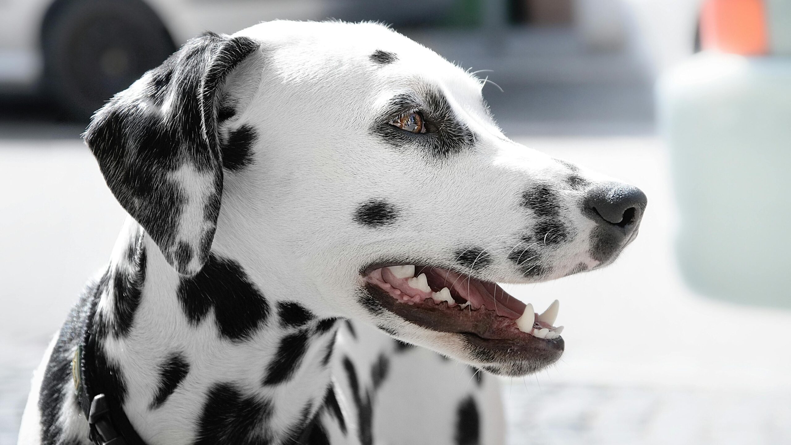 An image of a dog's teeth