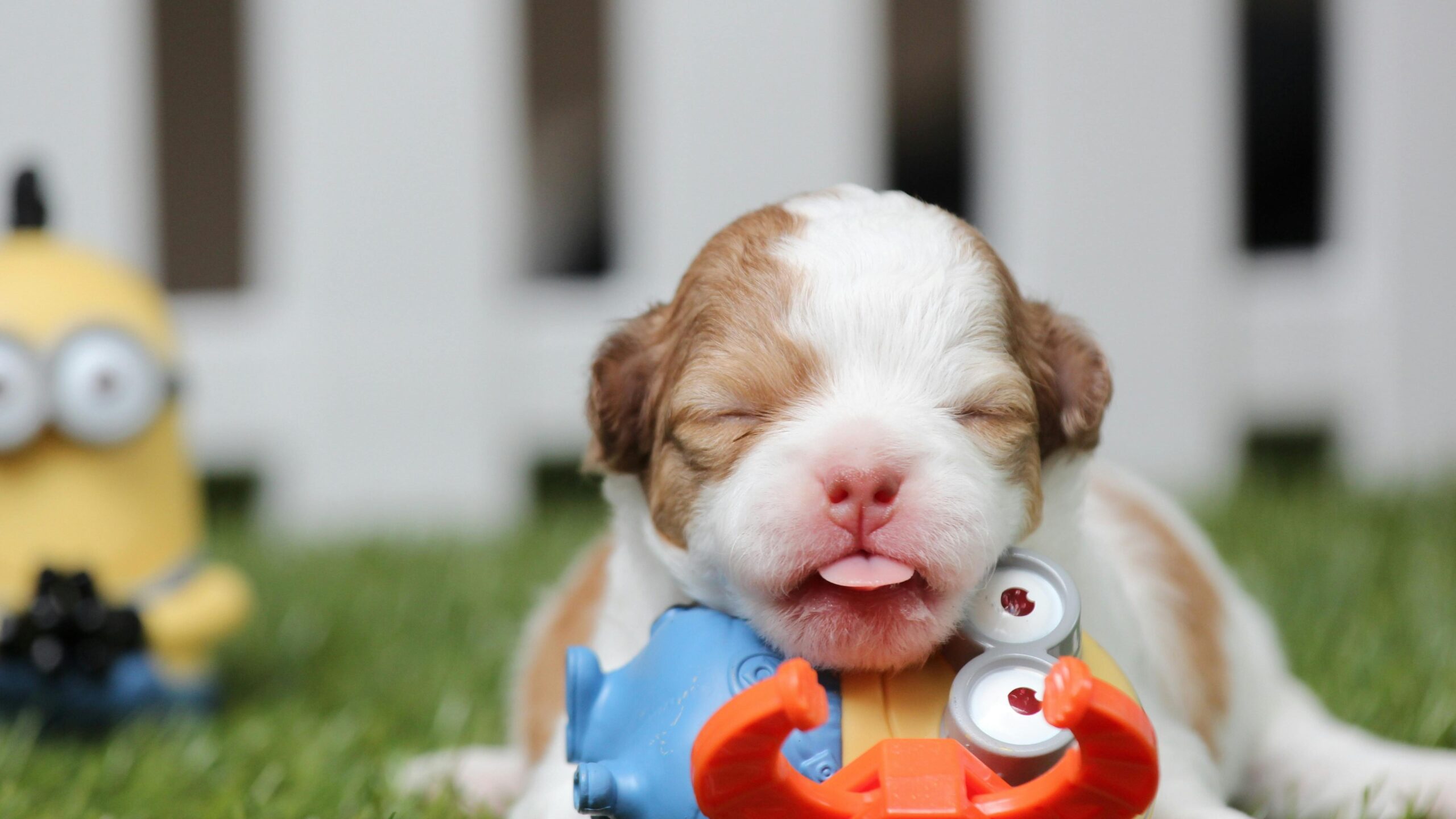 An image of a dog with its toy