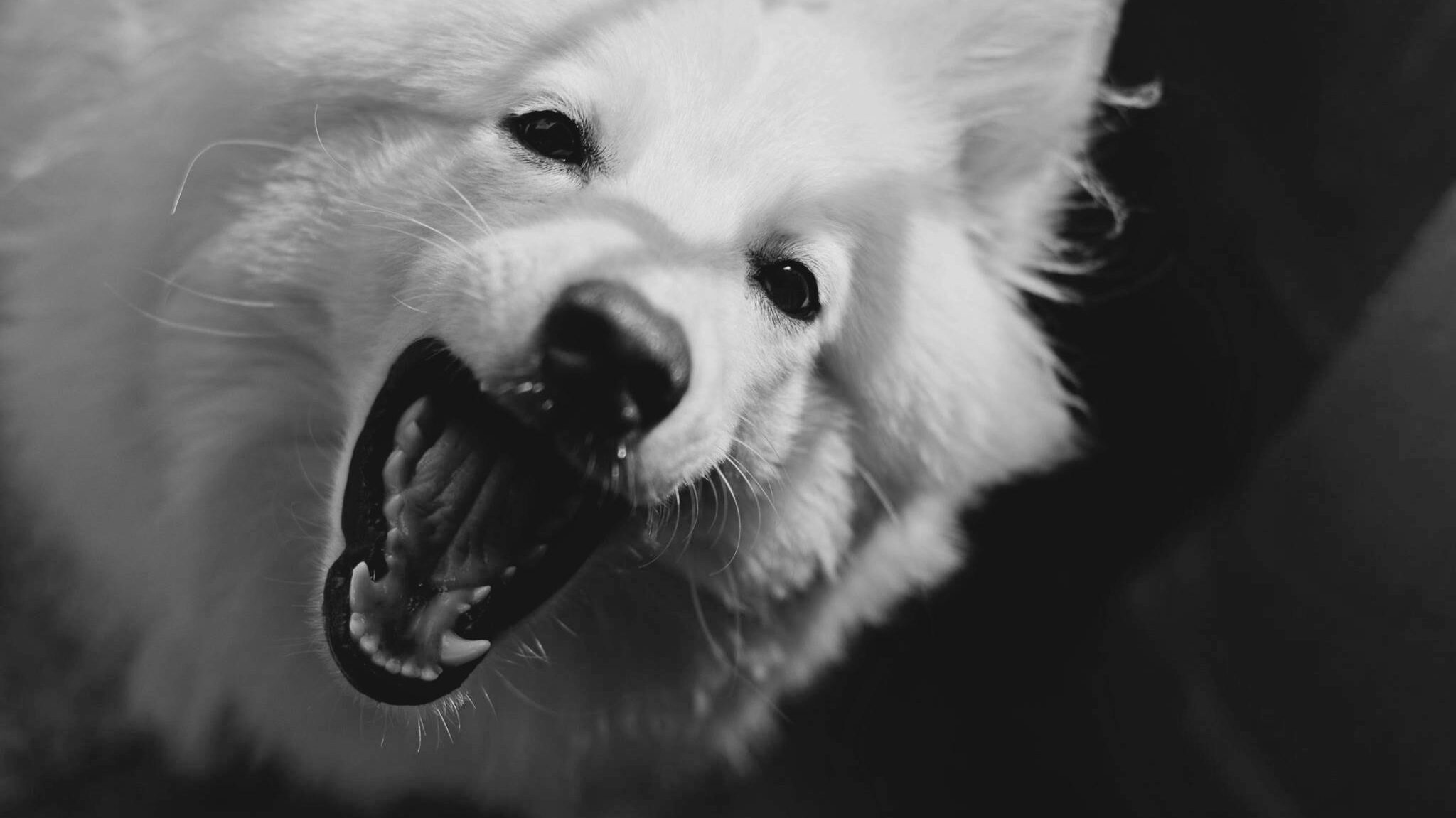 An image of a dog's teeth