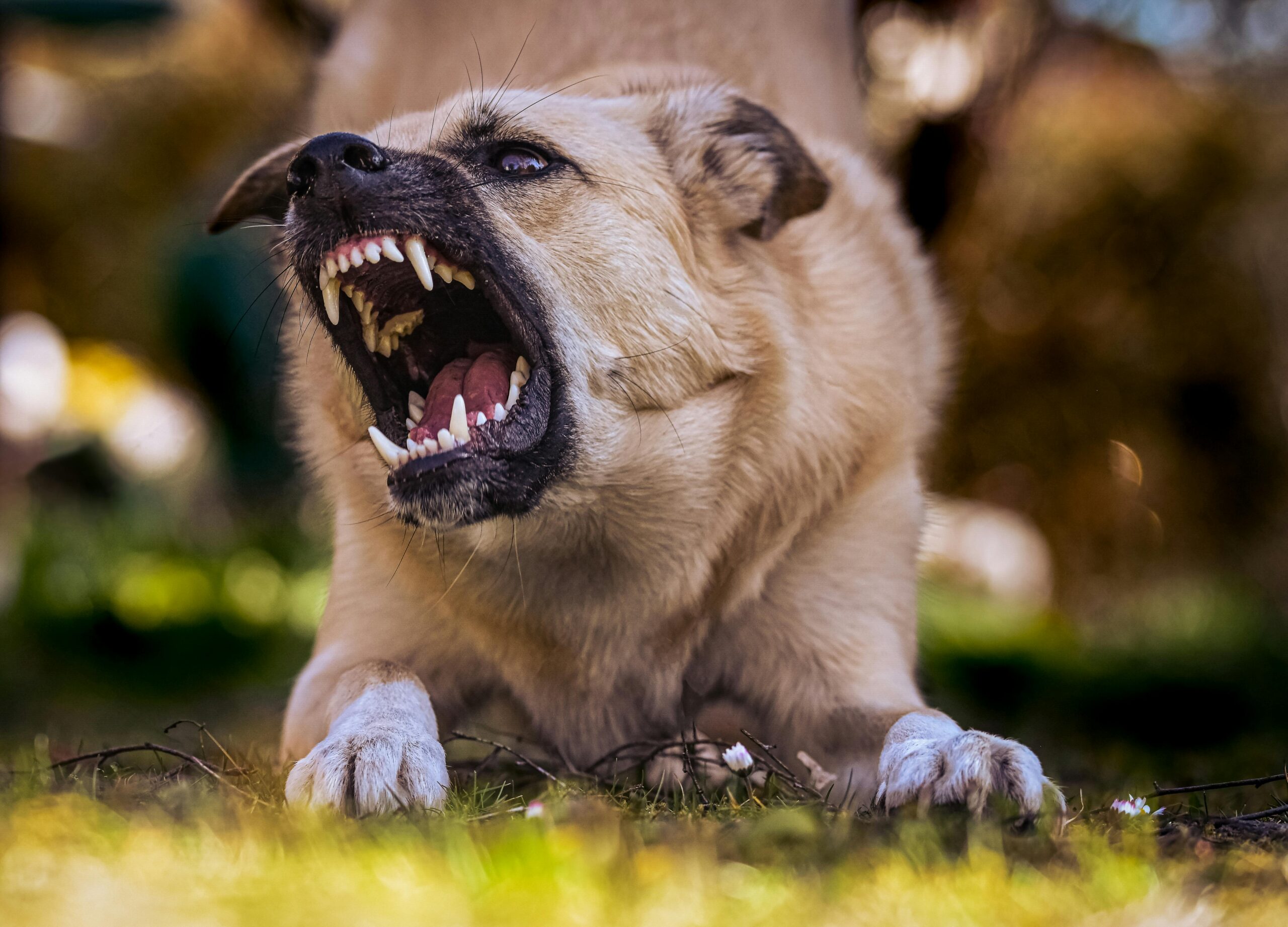 An image of a dog barking - dog enemies