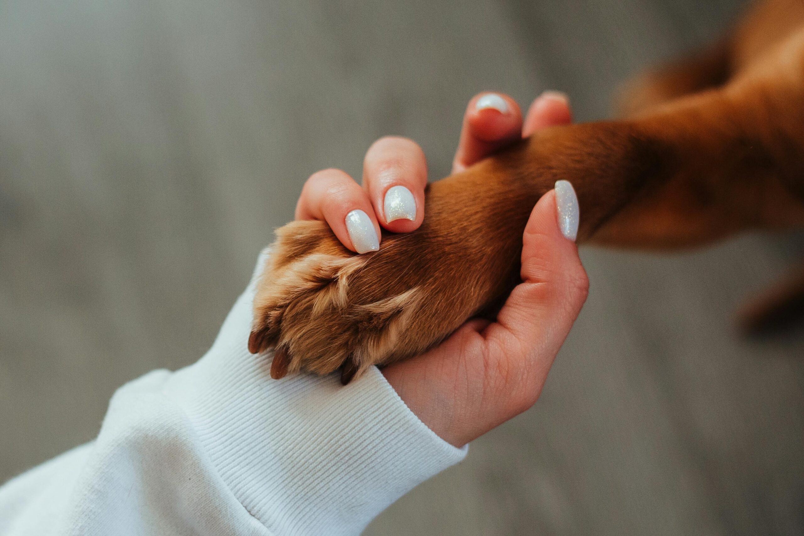 An image of a dog holding a woman's hand