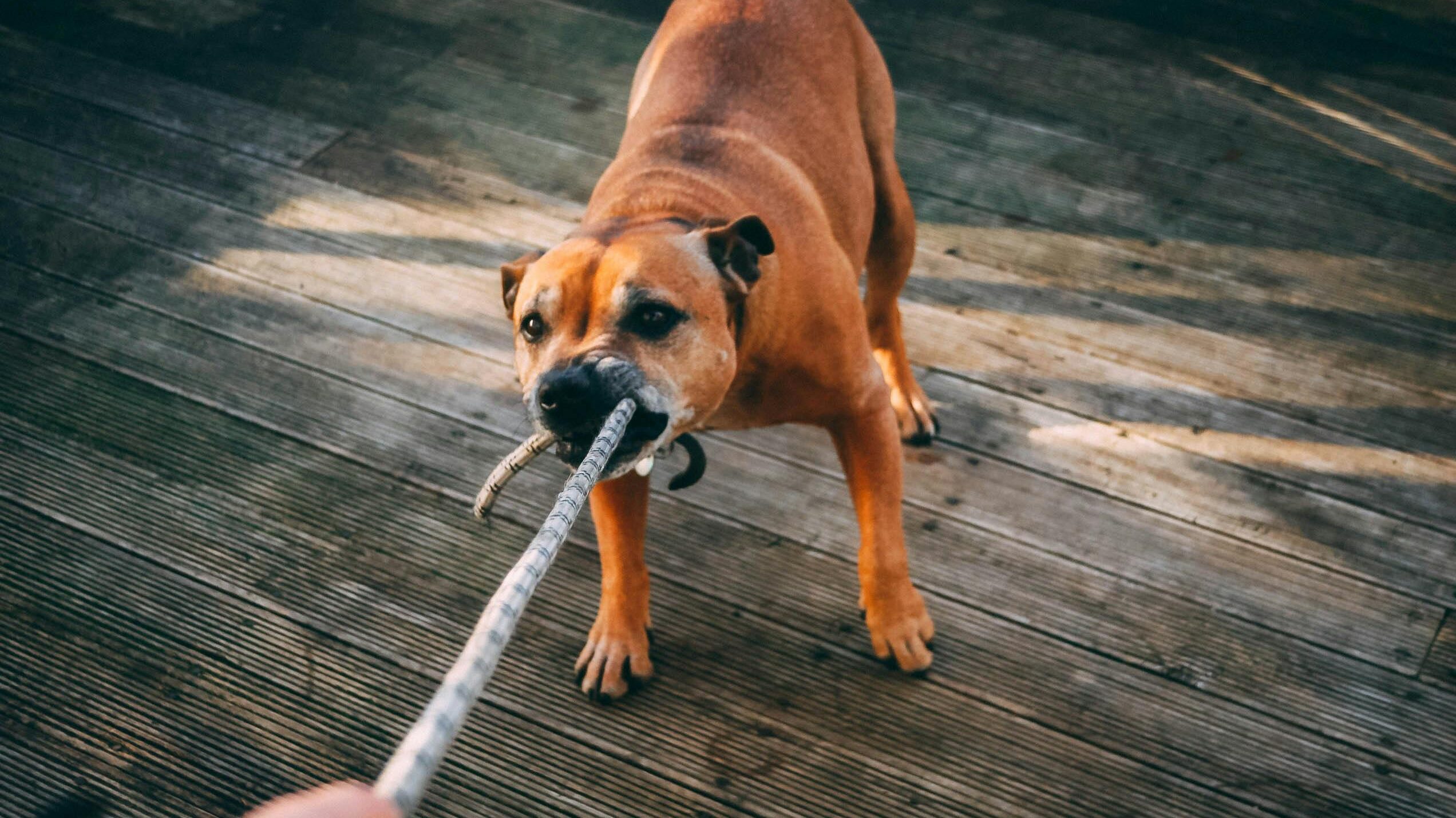 An image of a dog biting a rope
