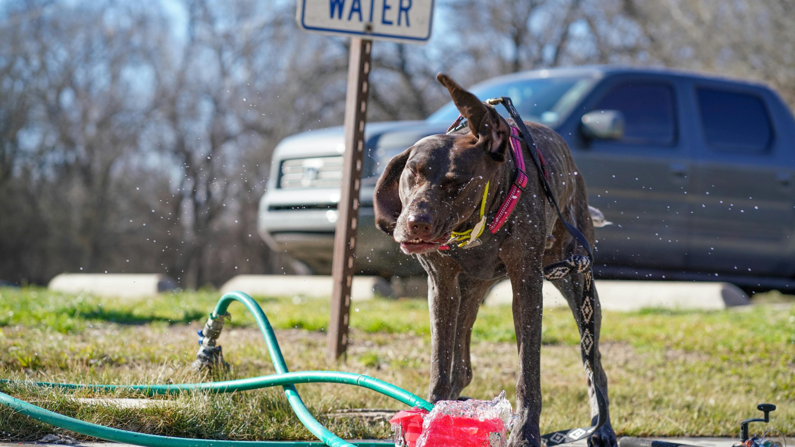 An image of dog pet tech gadgets