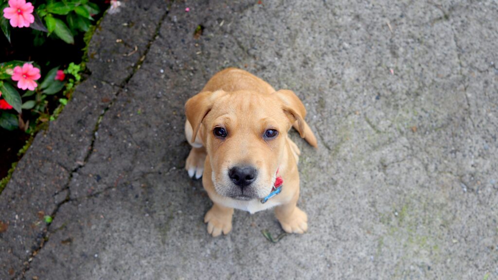 An image of dog cognitive dysfunction