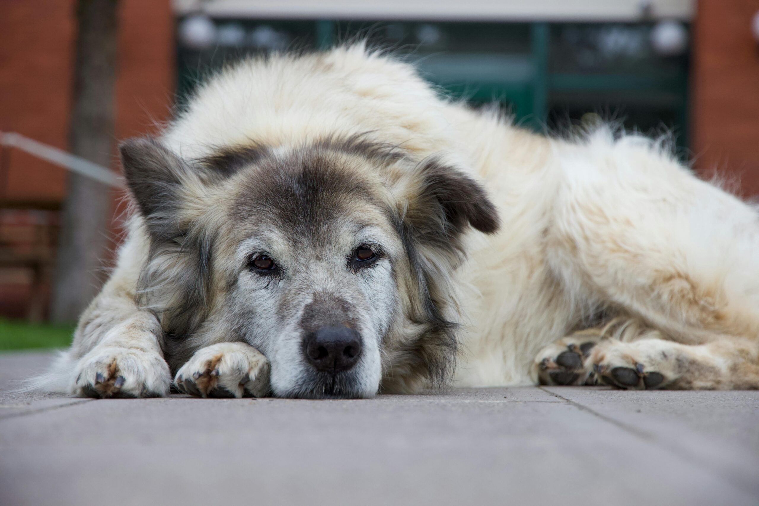 An image of a senior dog