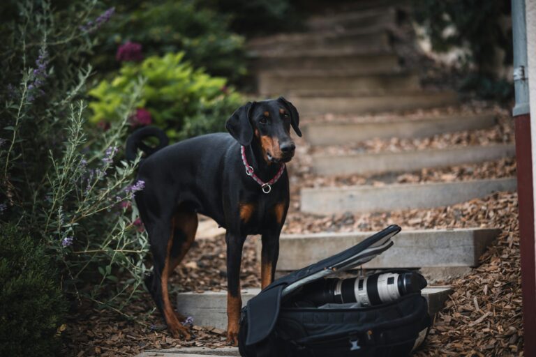 Smart Tech Gadgets Every Dog Owner Needs in 2026