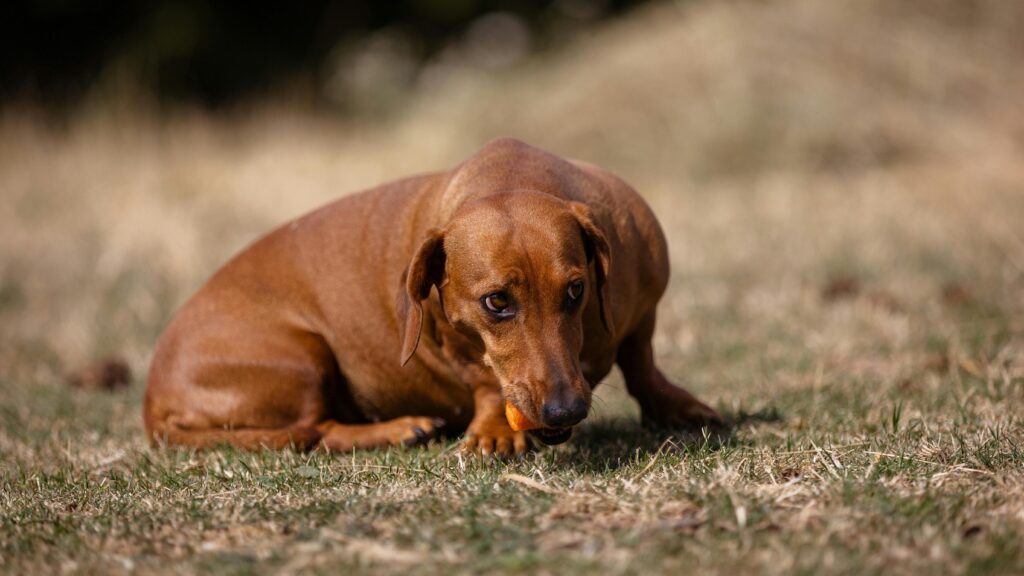 An image of dog laying on the ground
