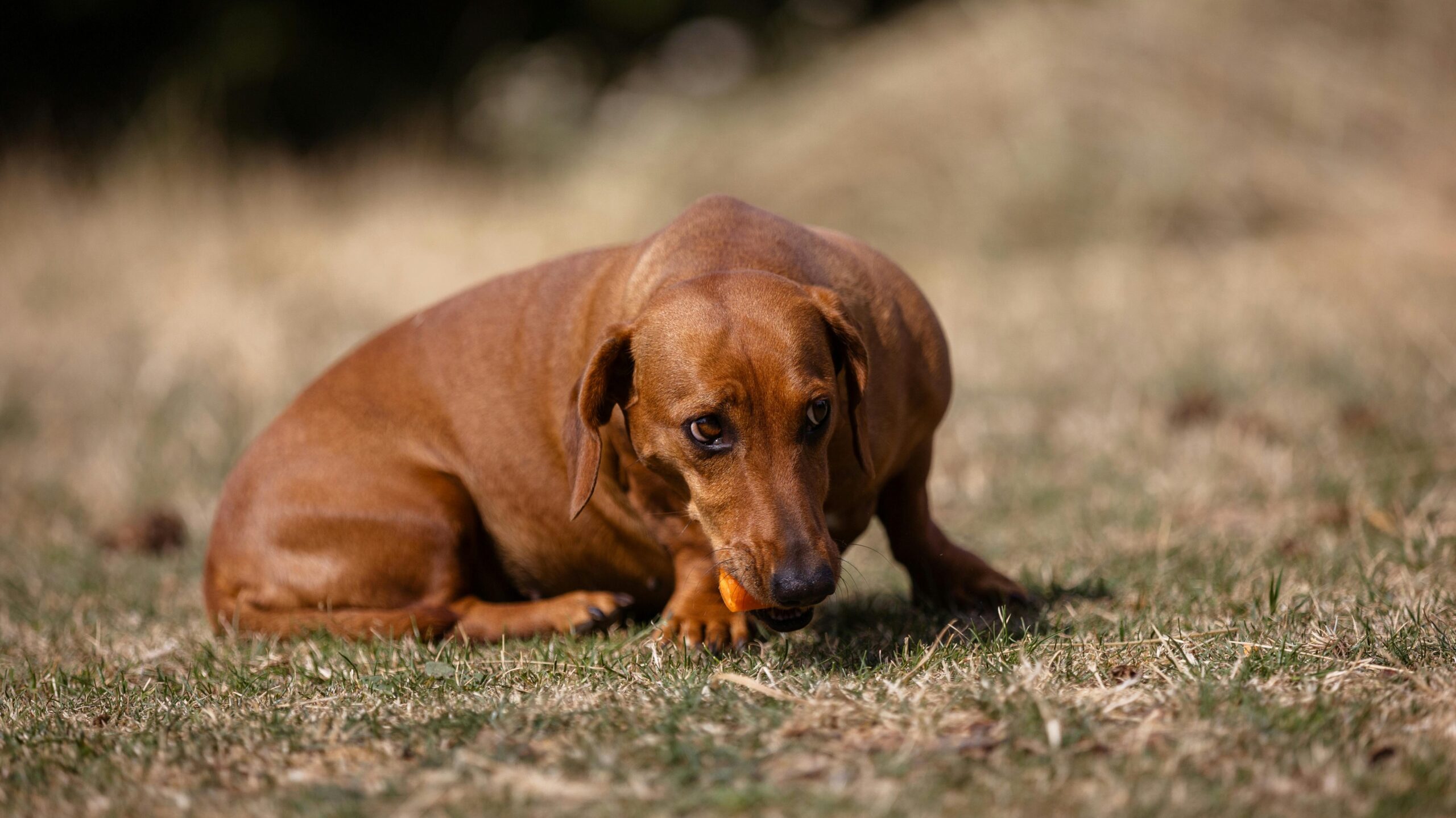 An image of a dog laying down - dog anal glands