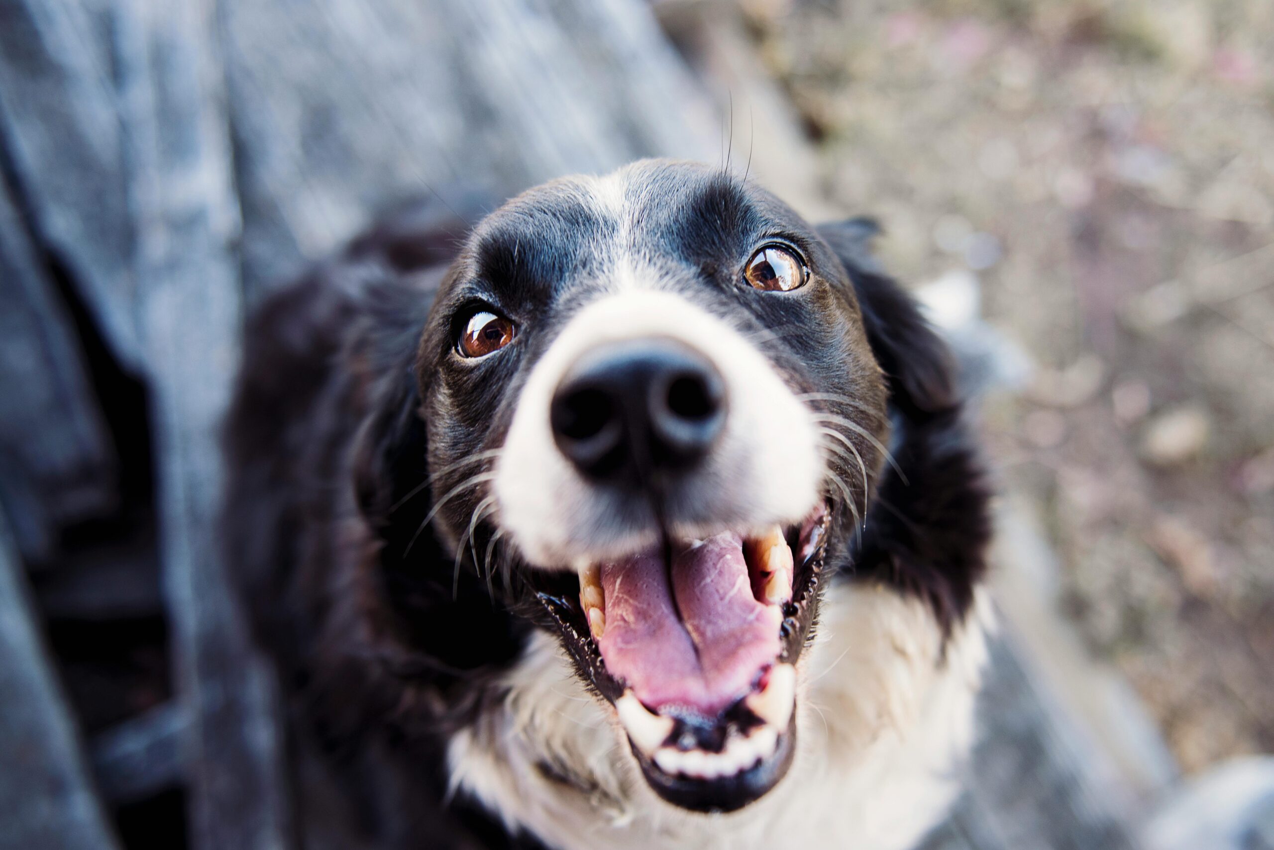 An image of a dog showing its teeth