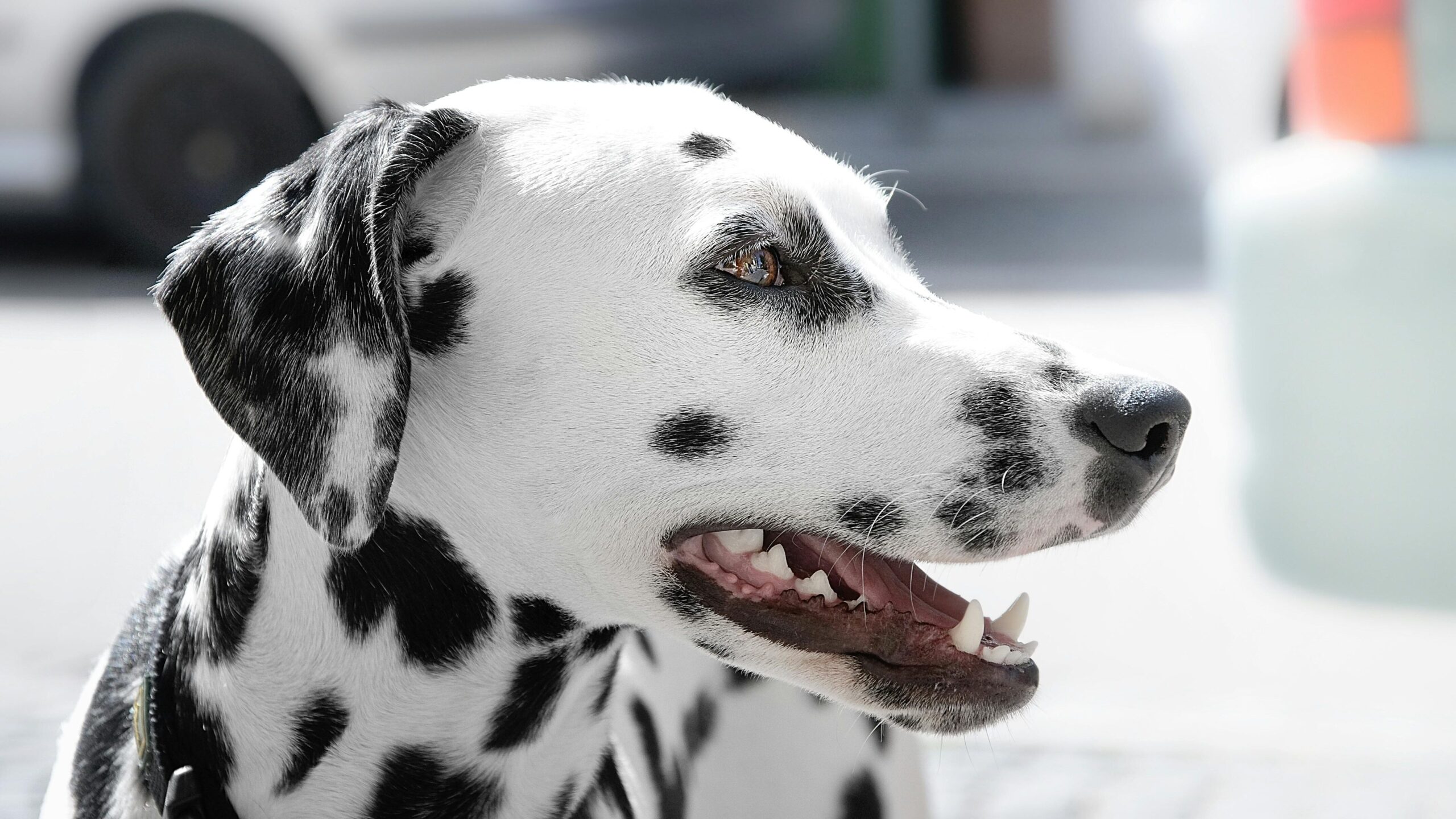 An image of a dog showing its teeth - hidden dental pain in pets