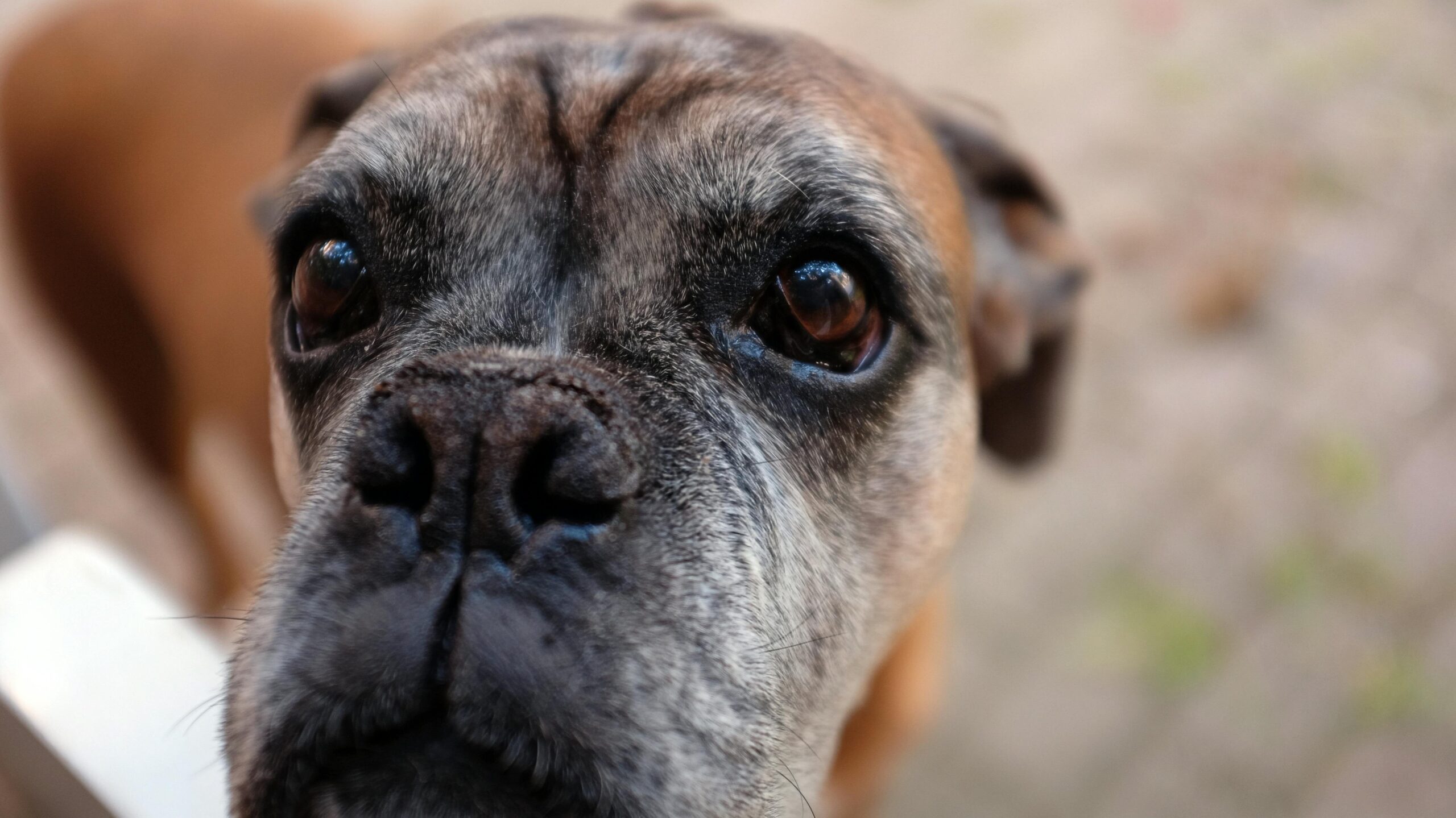 An image of a senior dog care
