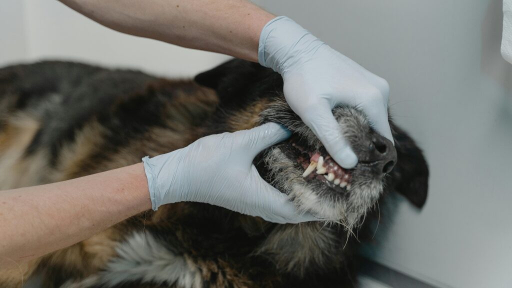 An image of a dog at the vet - dog refuses to eat