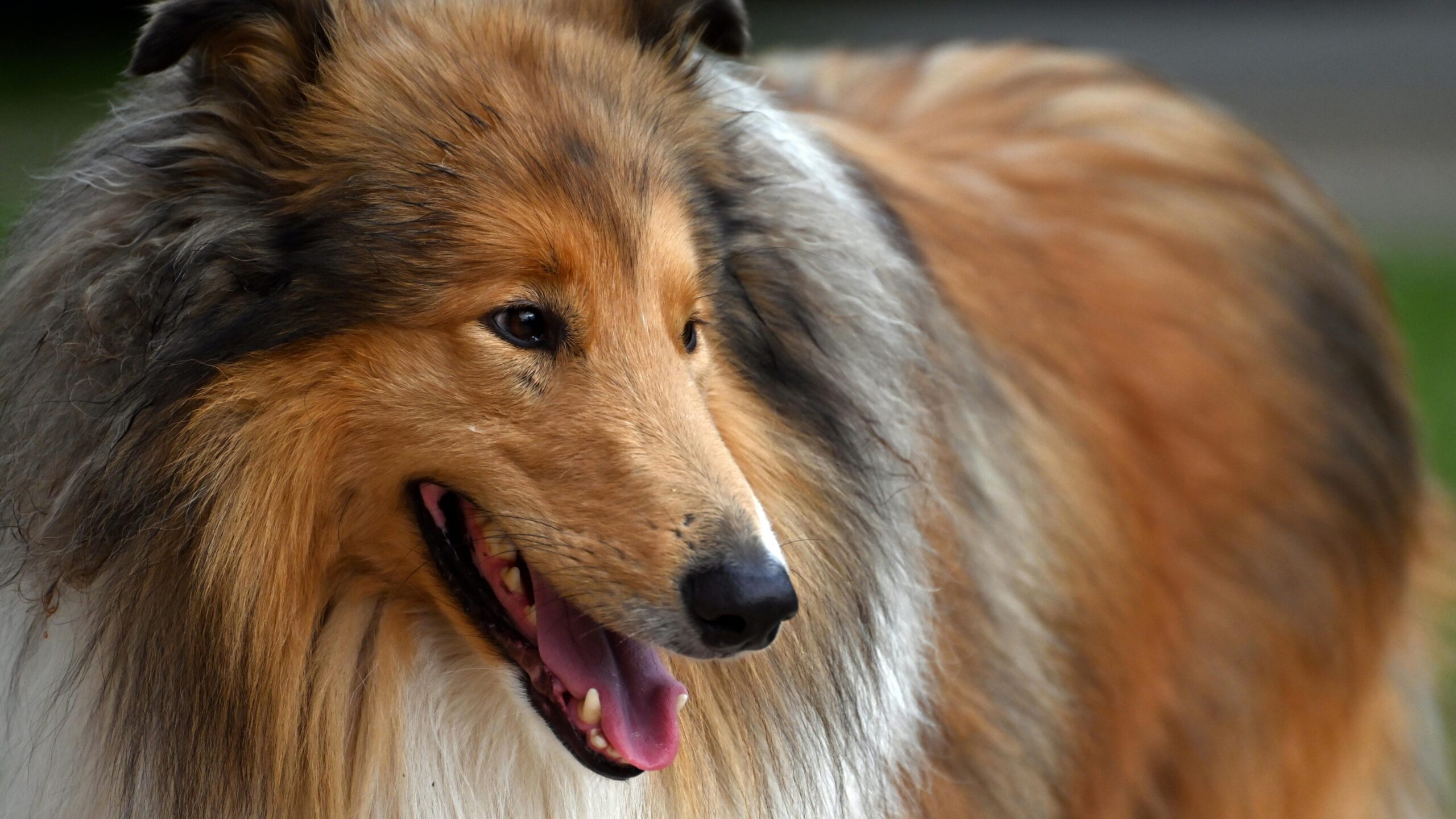 An image of a dog's teeth