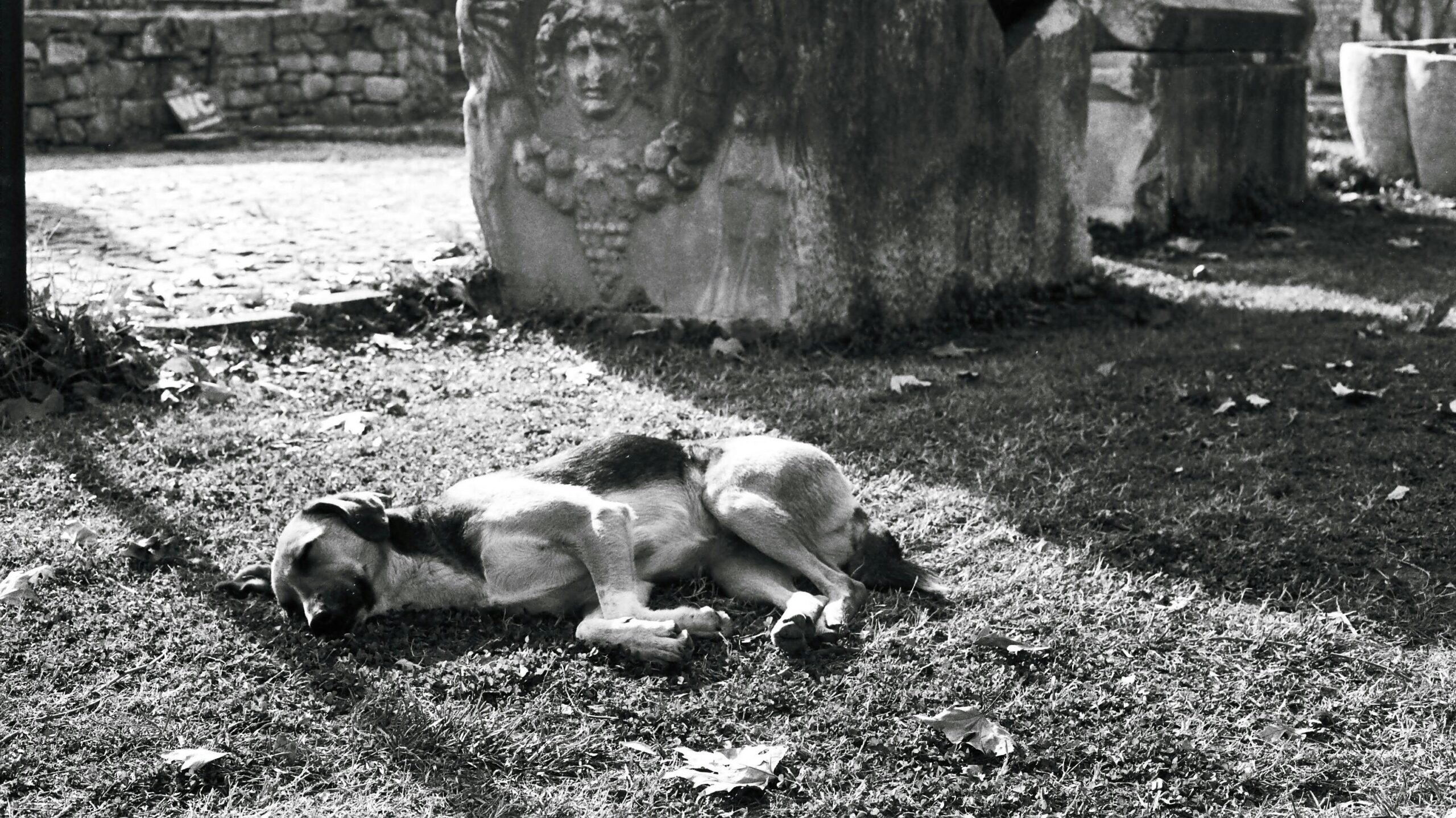 An image of a dog laying down