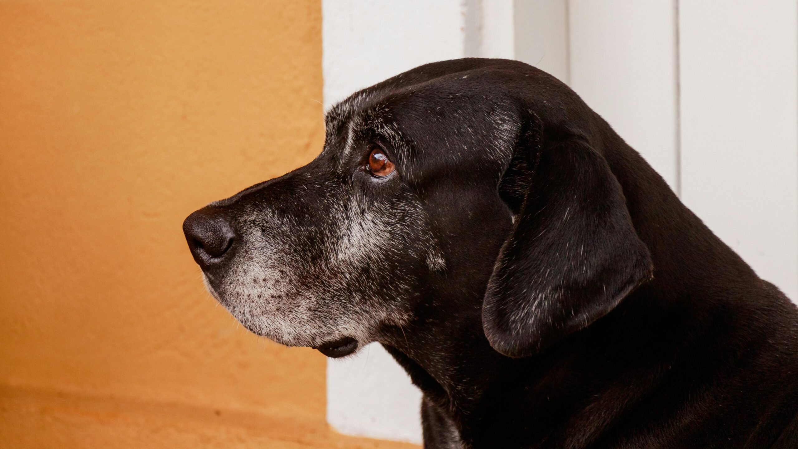 An image of a senior dog care