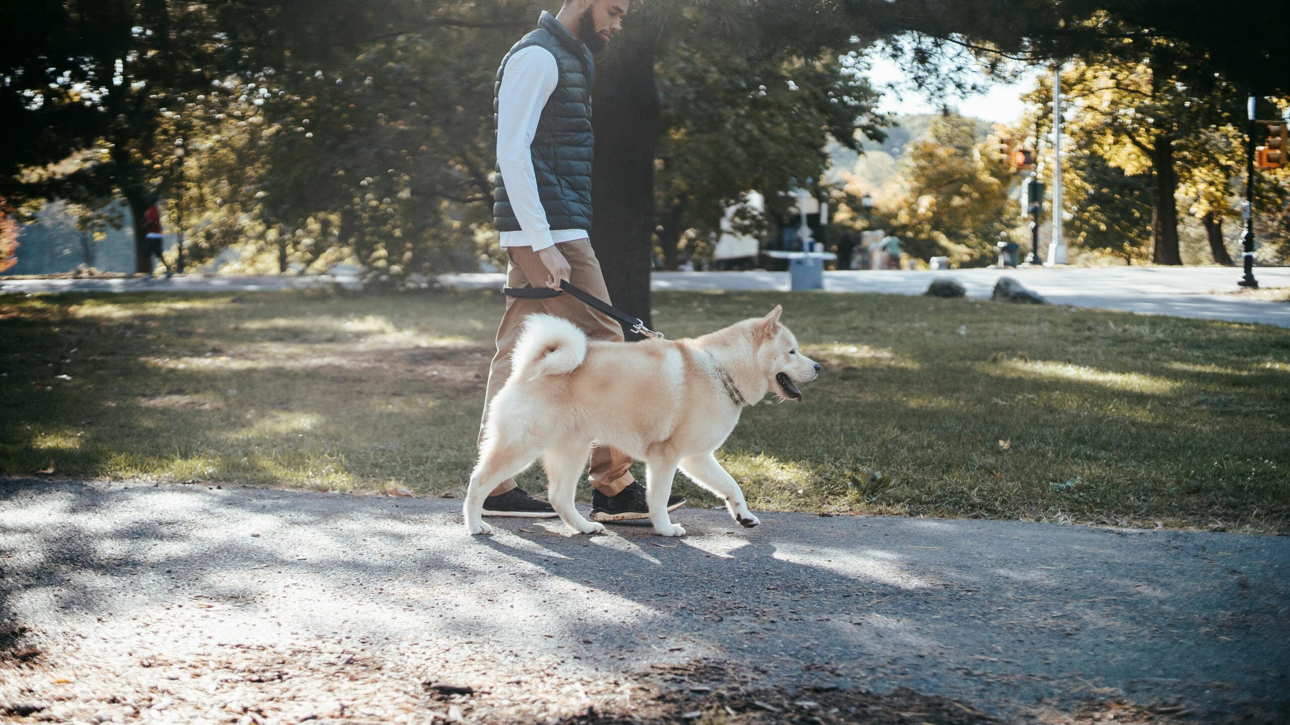 An image of a dog on its walk