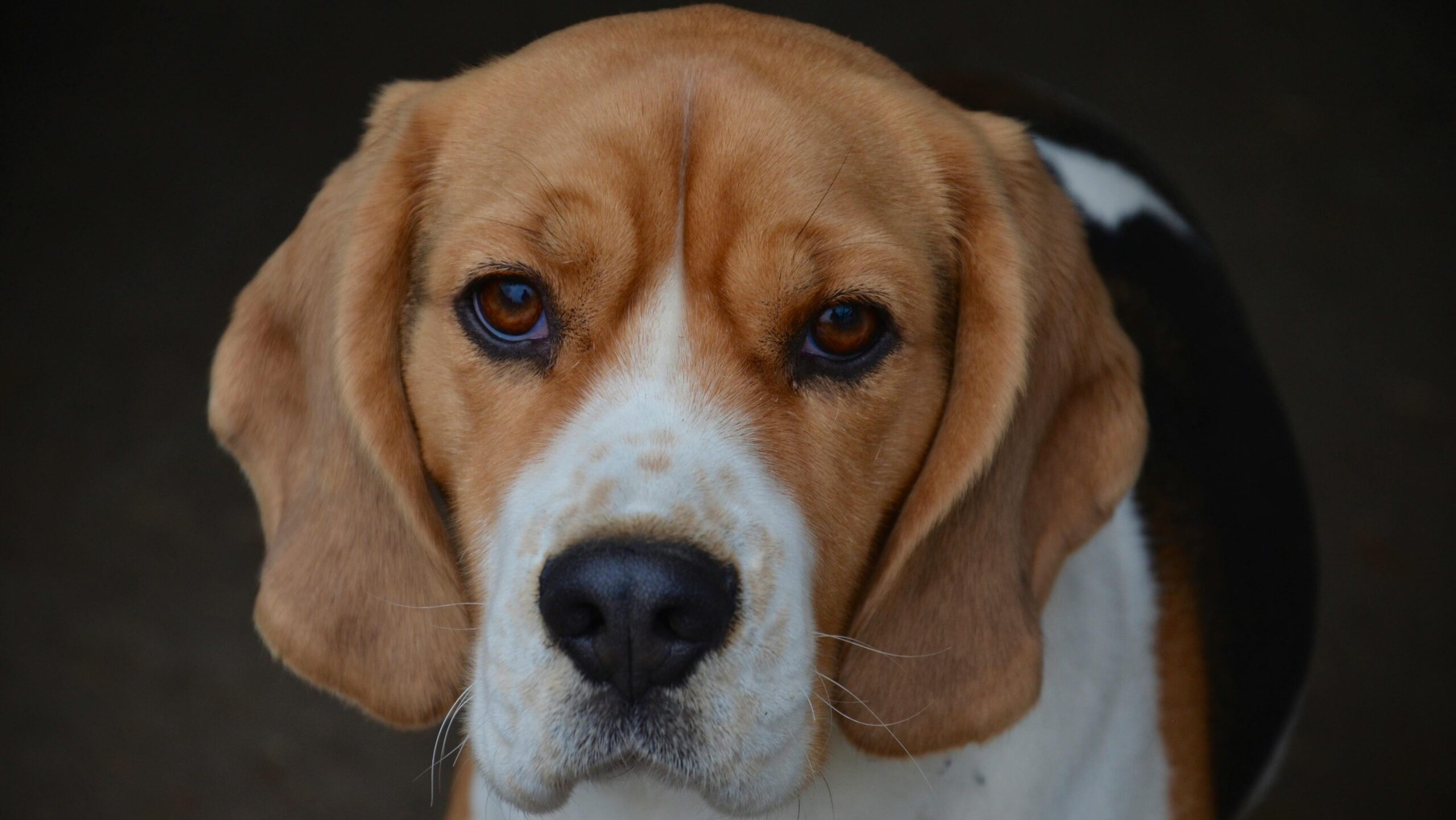 An image of beagle