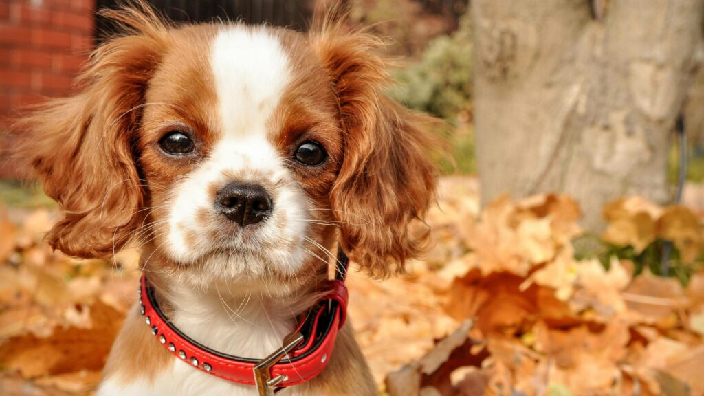 An image of dog cognitive dysfunction