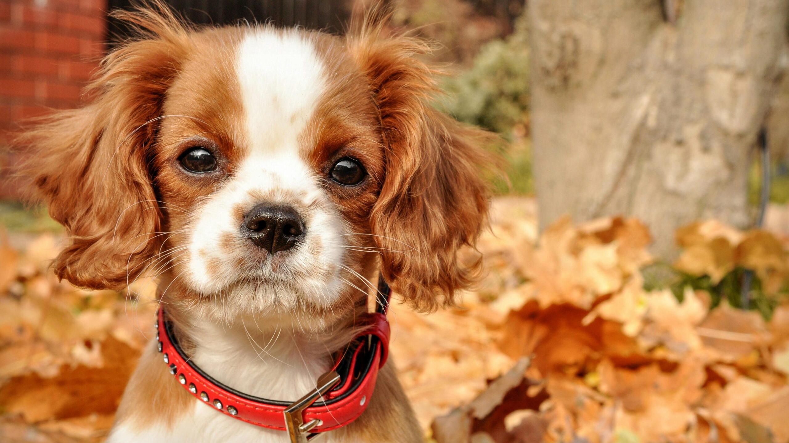 An image of a dog outside - dog’s mood and behavior
