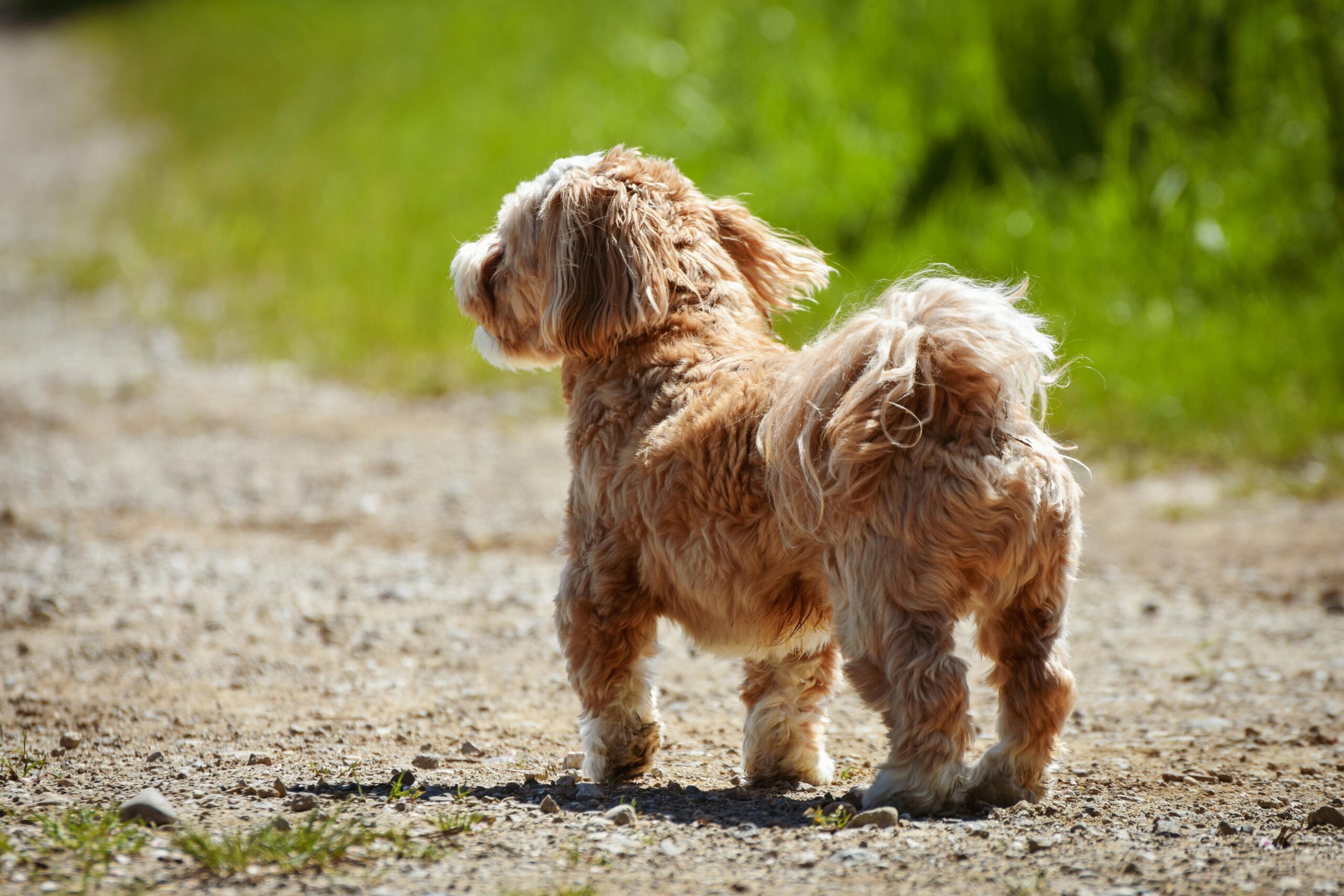An image of a dog standing