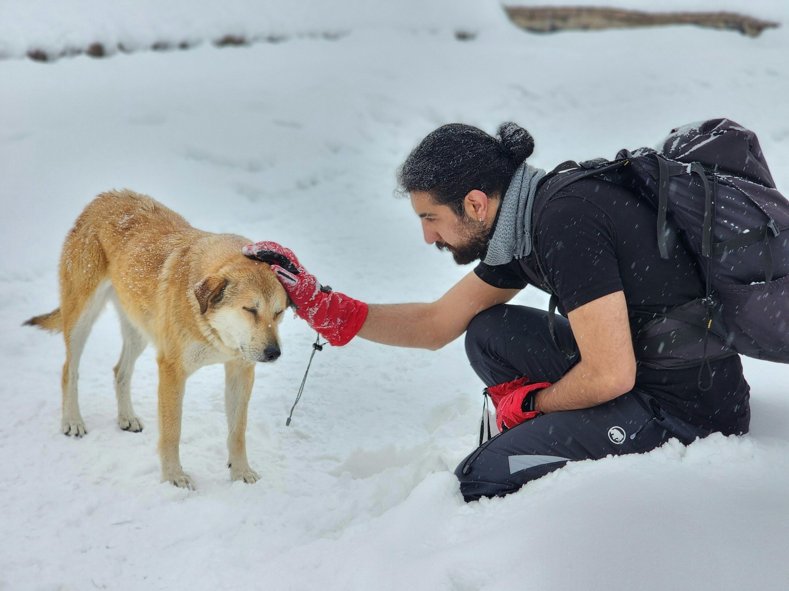 An image of a dog being pat