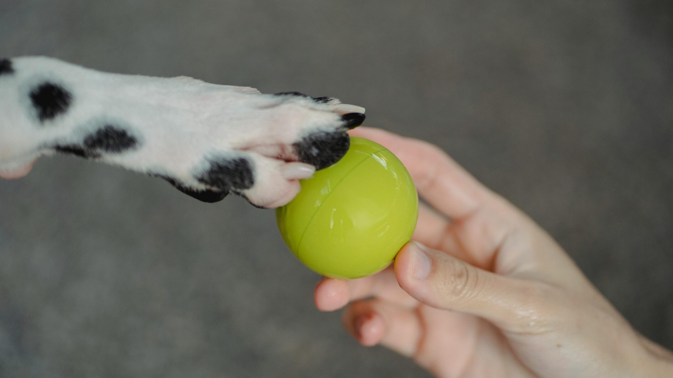 An image of a dog's paw