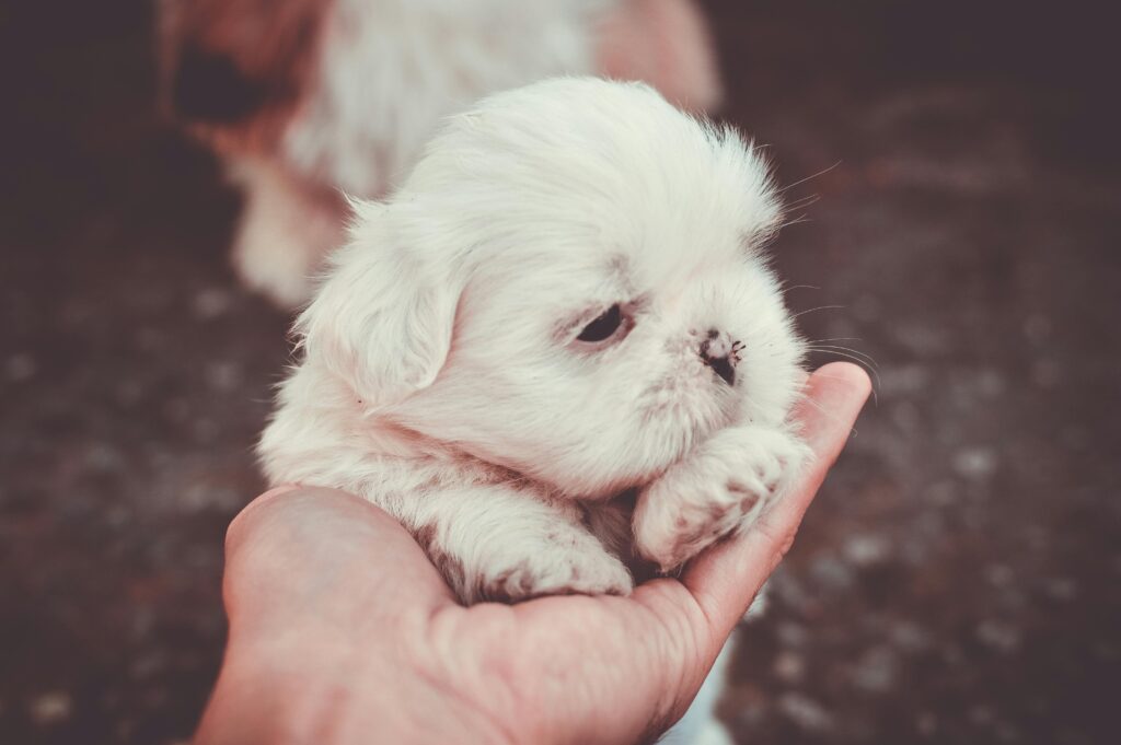 An image of a puppy
