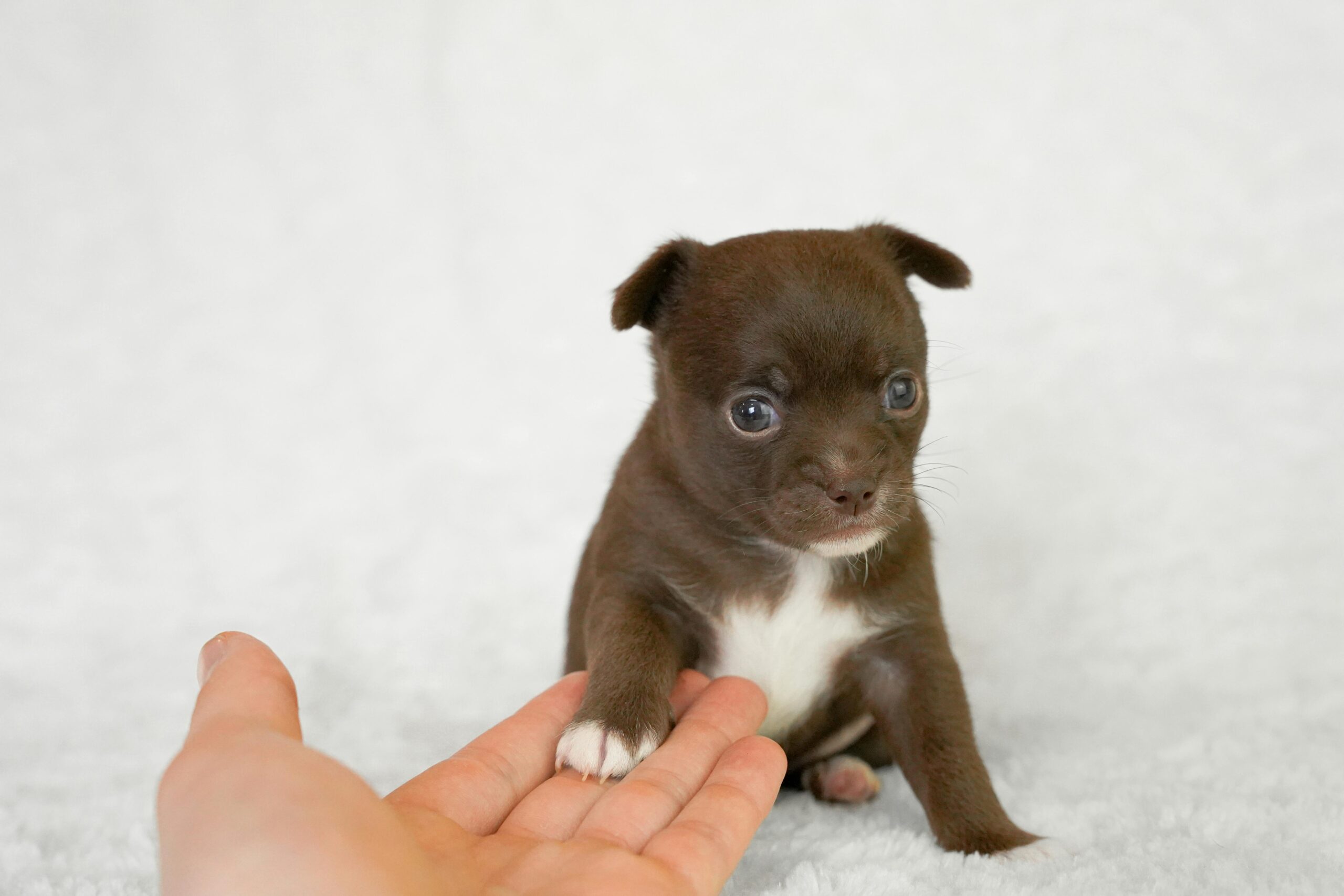 An image of dog's paw
