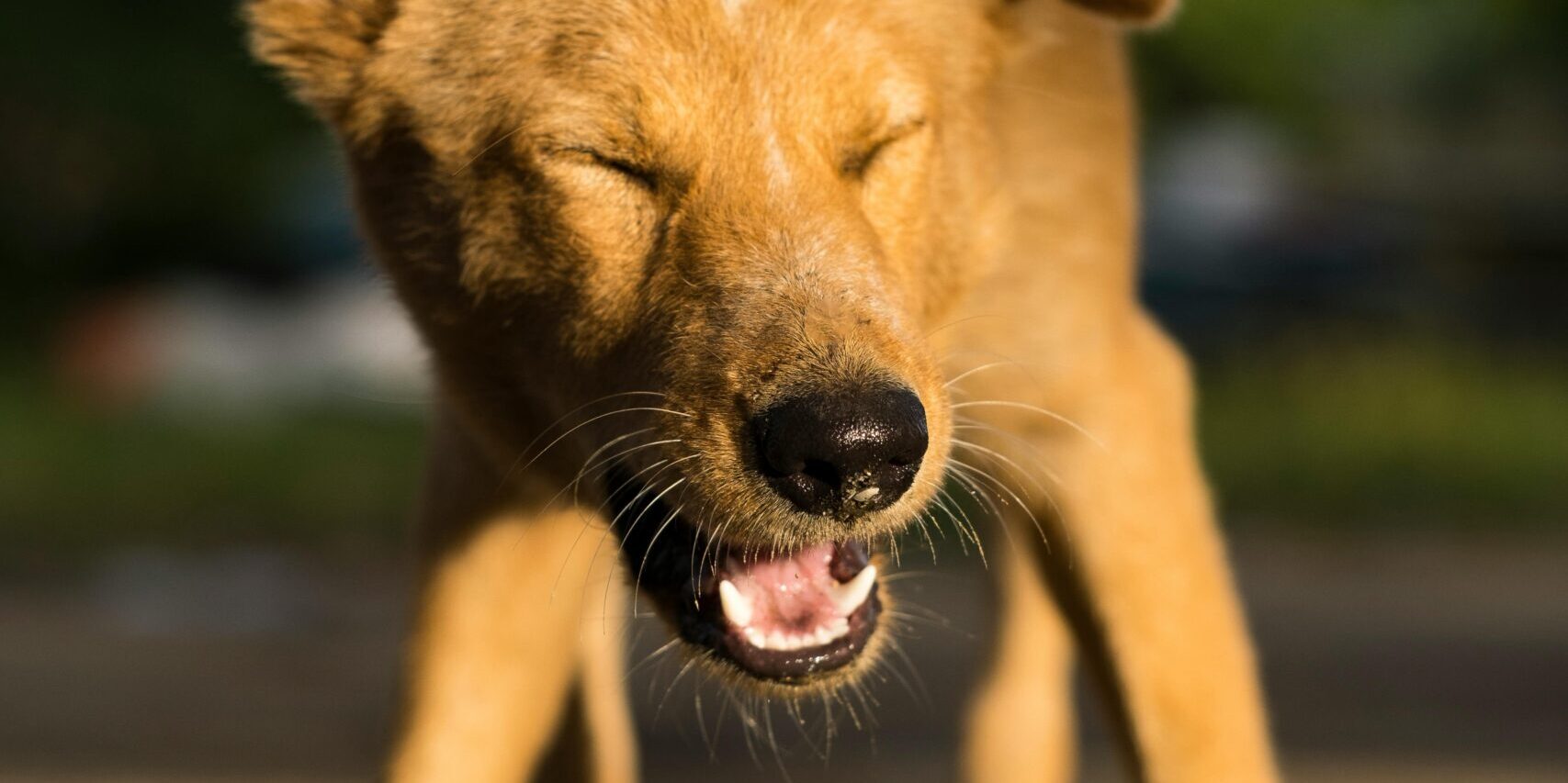 An image of dog sneezing